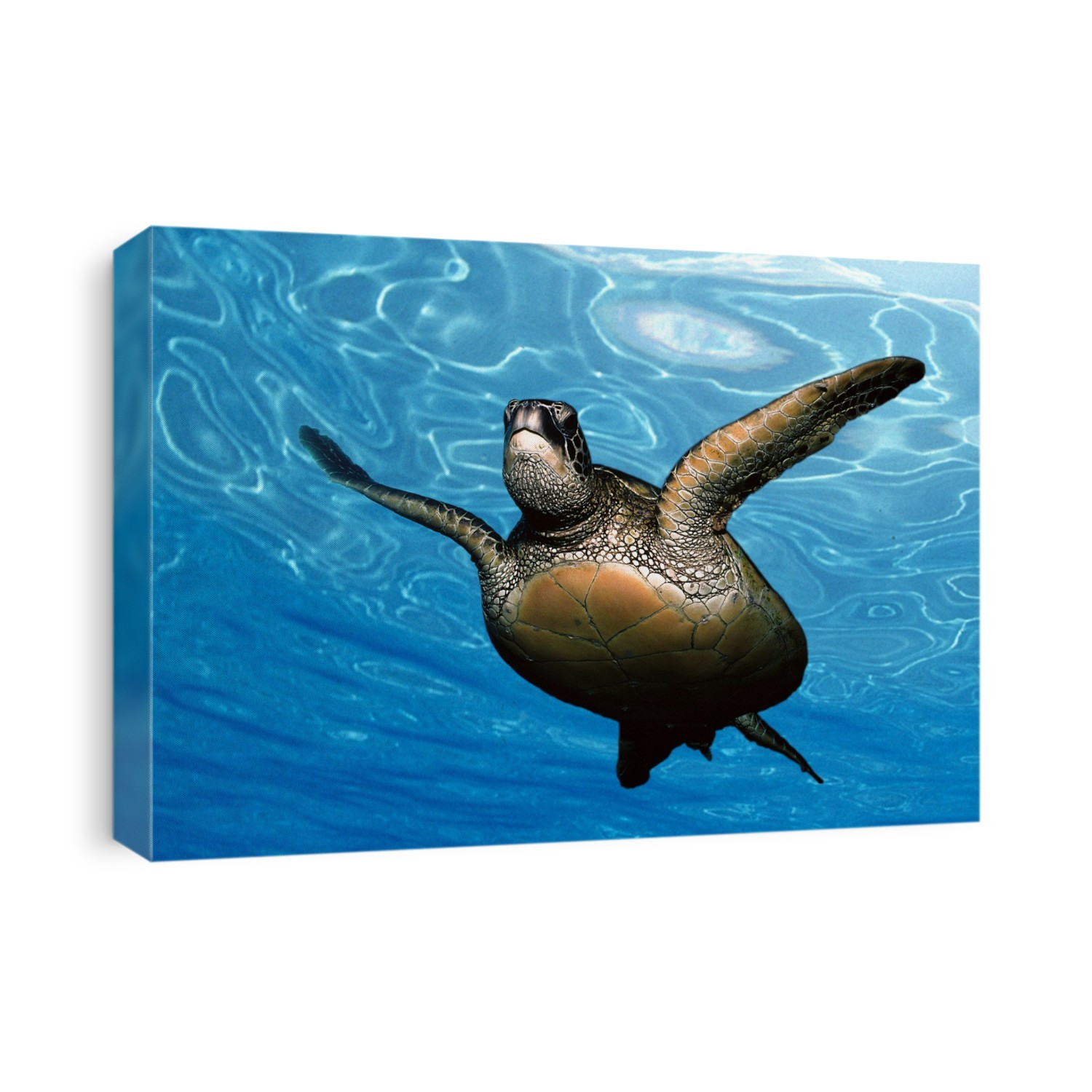 Close-up front underside view green sea turtle (Chelonia mydas) glassy blue surface ocean