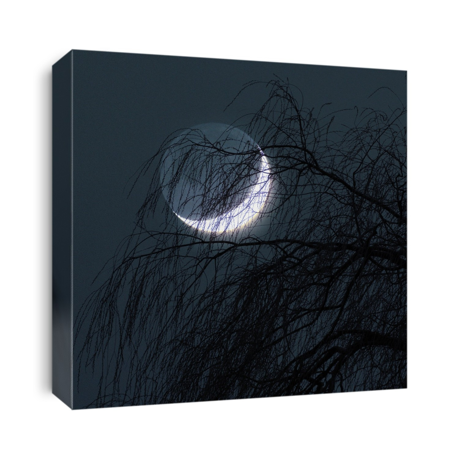 Crescent moon behind a tree.