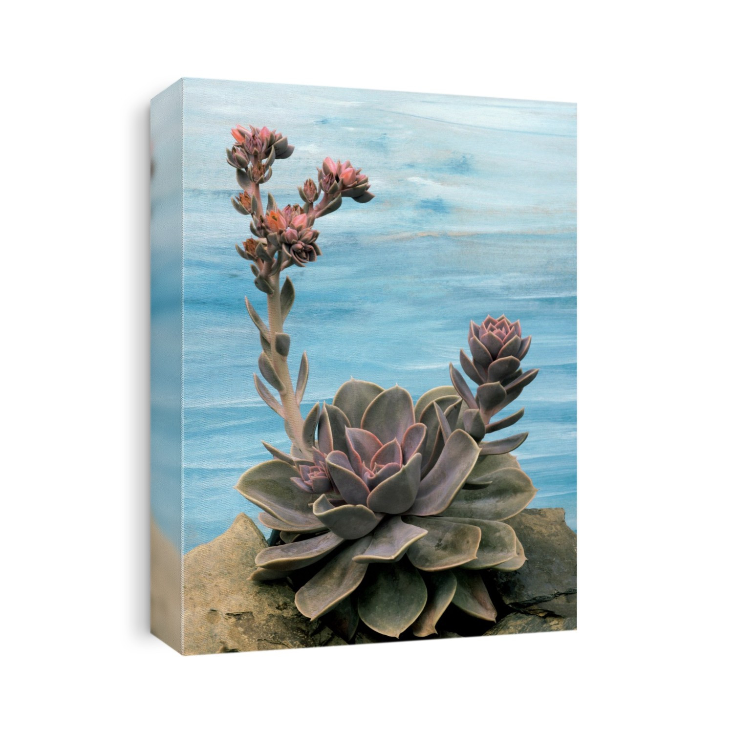 Flowers and foliage of Echeveria 'Perle von Nurnberg'.