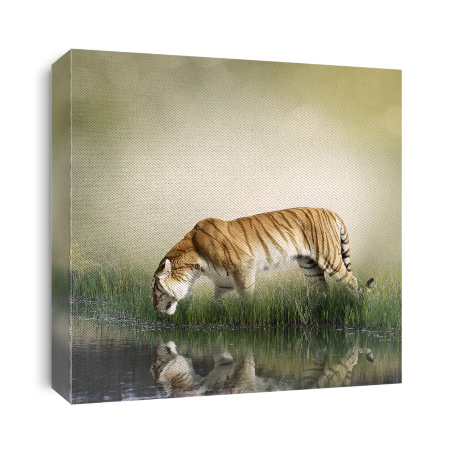 Tiger On Grassy Bank With Reflection