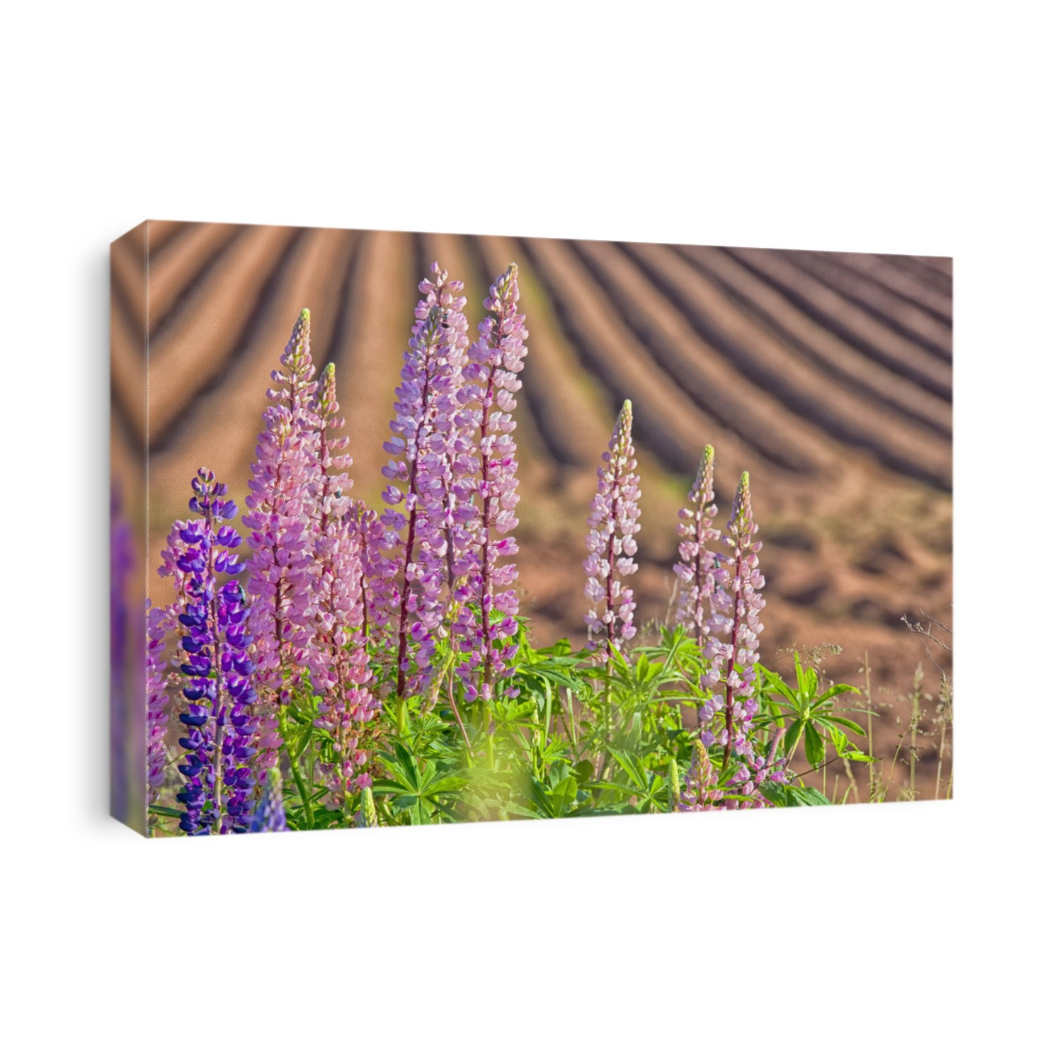 Wild lupins along a freshly plowed farm field in rural Prince Edward Island, Canada.