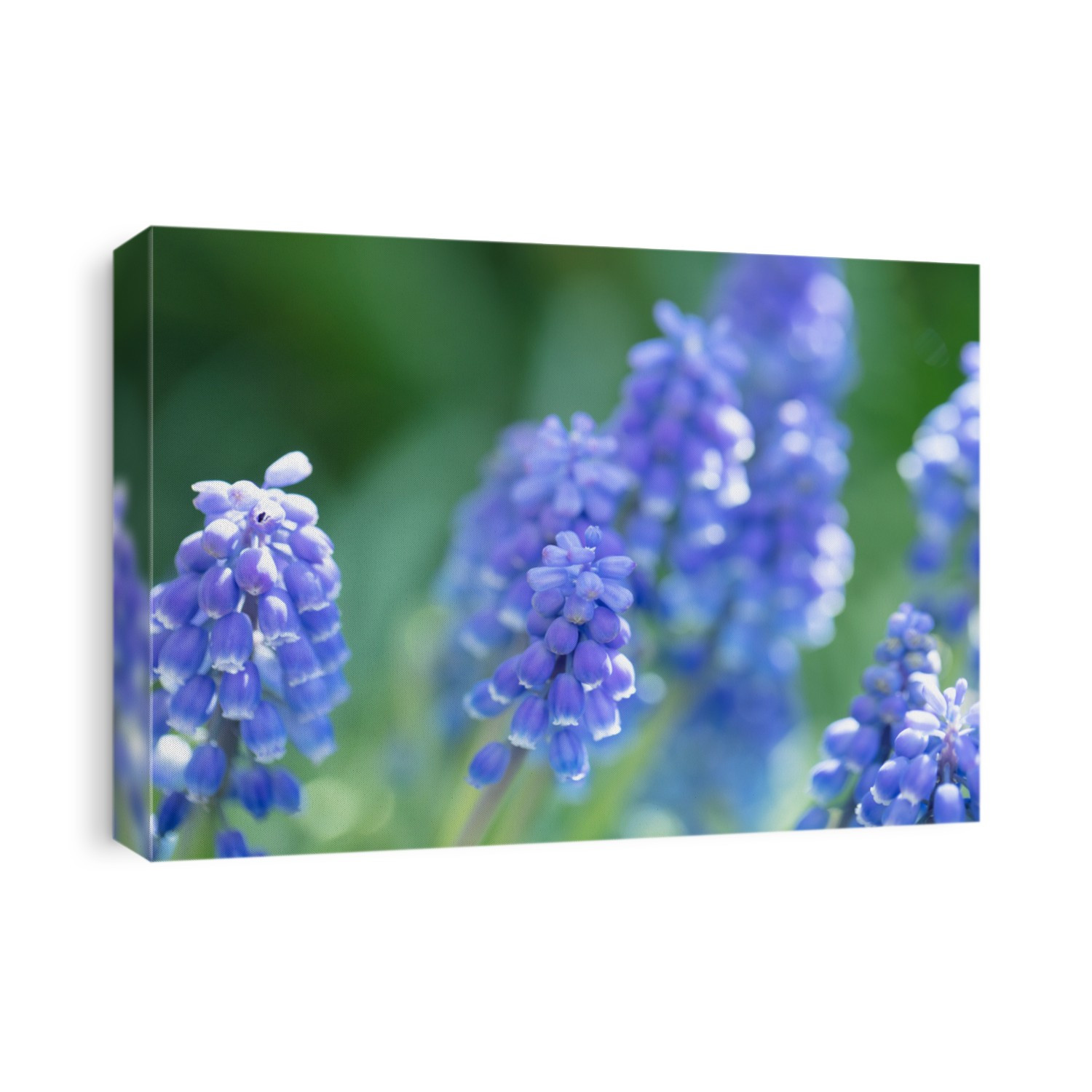Muscari flower ( also called grape hyacinth, bluebells, bluebonnets ) . Shallow depth of field.