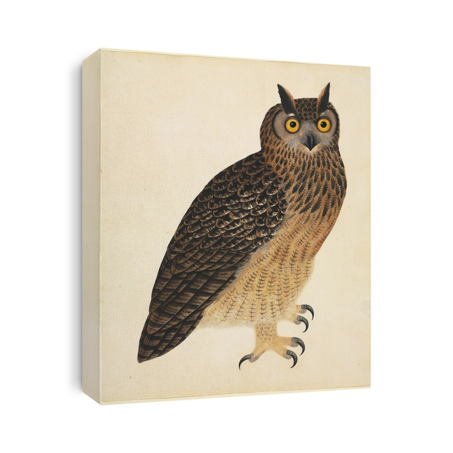 Large Series plate 9, a watercolour from the John Reeves Collection of Zoological Drawings from Canton, China.