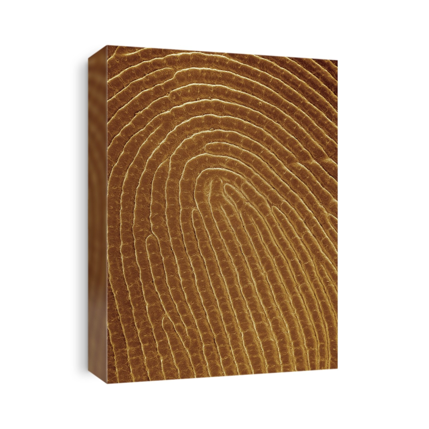 Fingerprint. Coloured scanning electron micrograph (SEM) of a cast of a human fingerprint. A fingerprint is formed by epidermal ridges, creating a distinct pattern. Each pattern is unique to an individual, even for identical twins. On the skin's surface tiny pores can be seen, which are the openings of sweat glands.