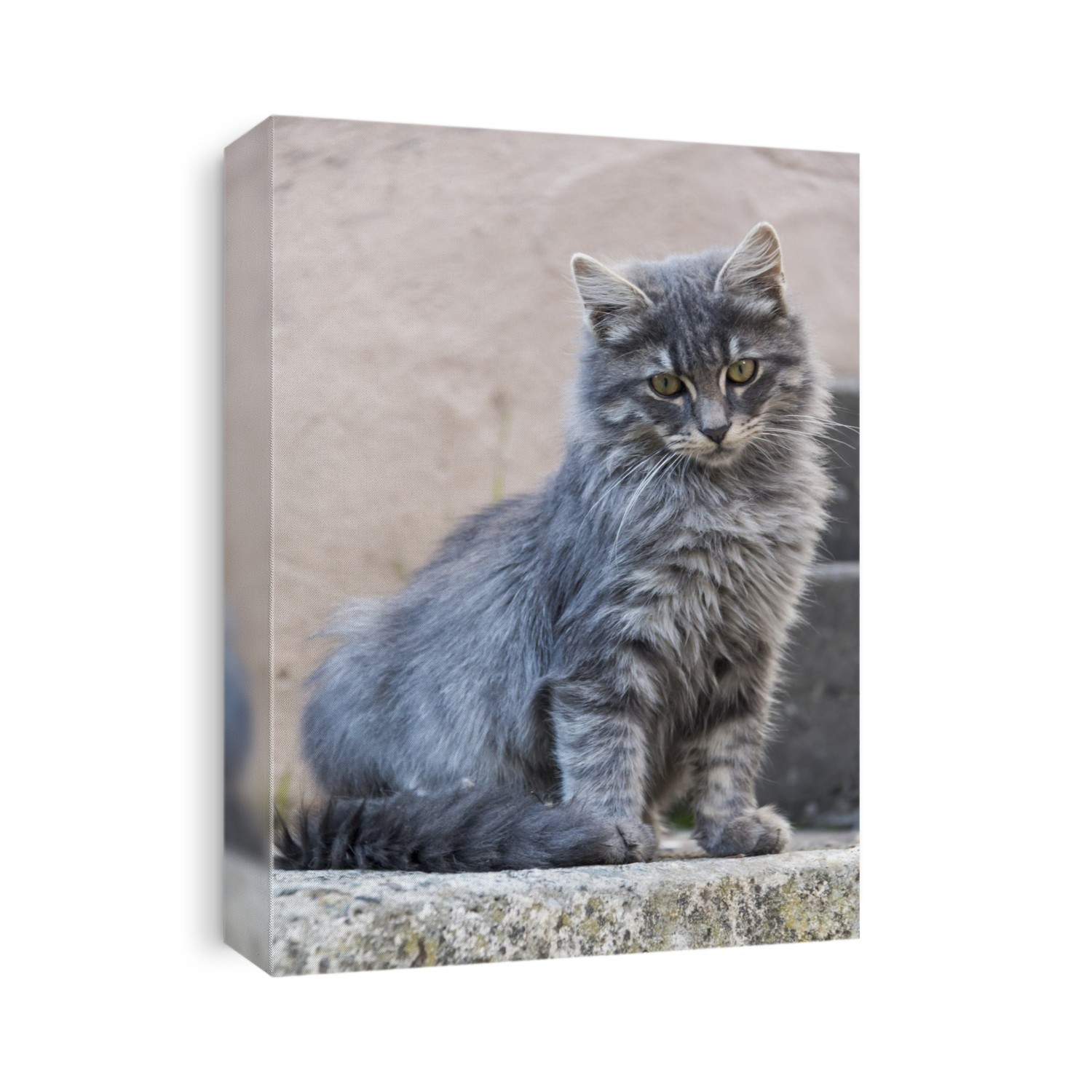 Portrait Of A Grey Cat Stands On A Step; Paphos, Cyprus