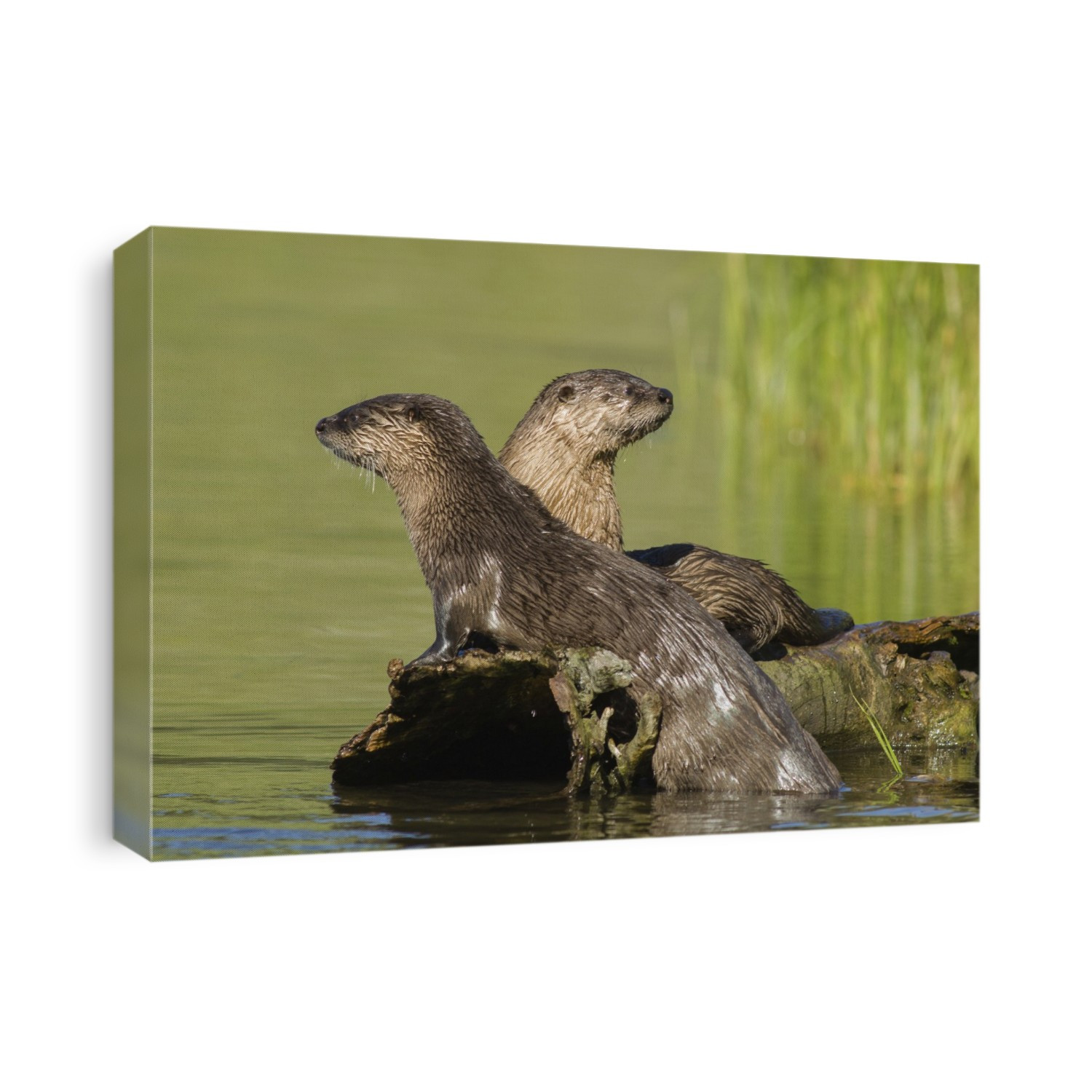 Two Northern river otters (Lutra canadensis) enjoying a warm summer day in Yellowstone National Park, Wyoming, United States of America