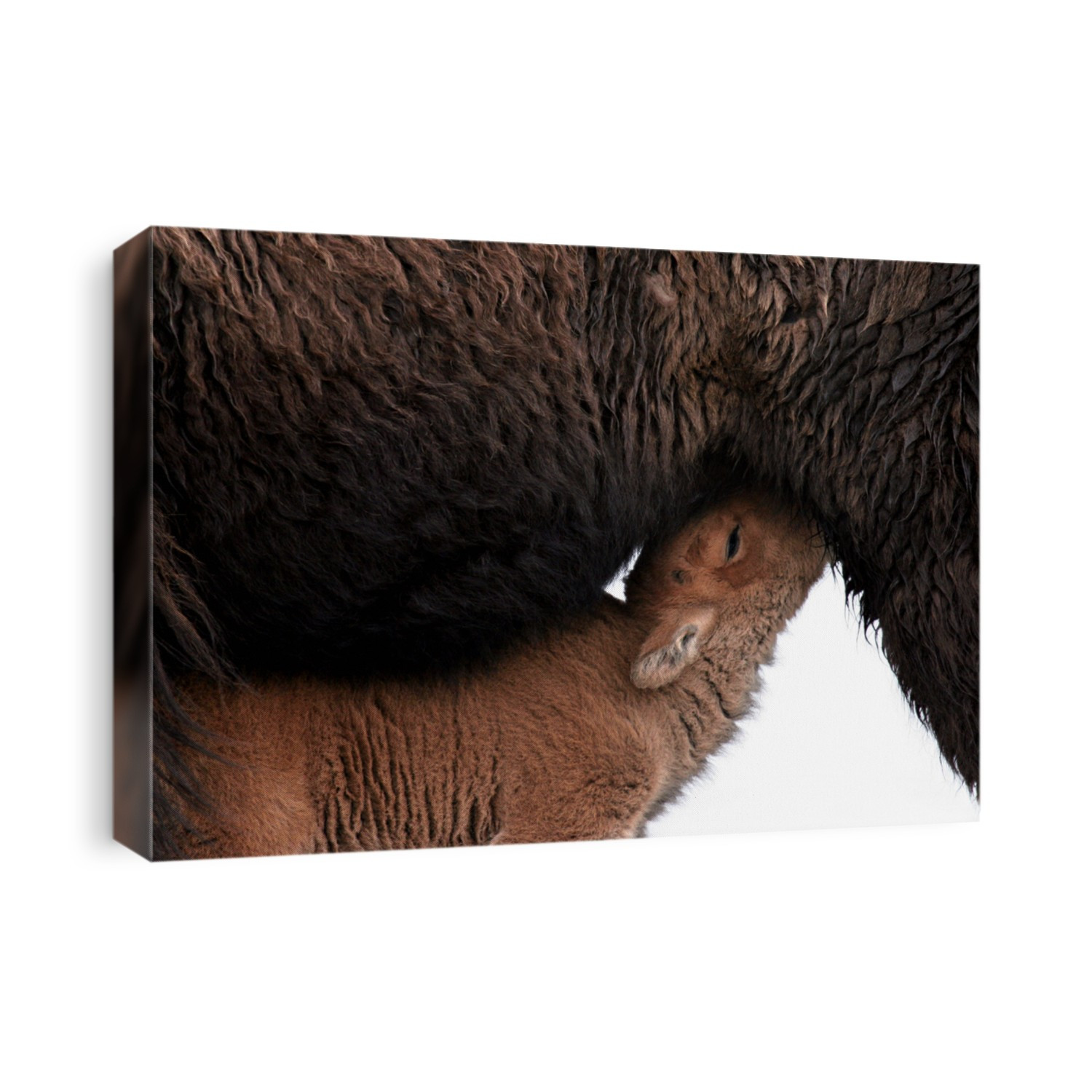 bison calf feeding - yellowstone national park