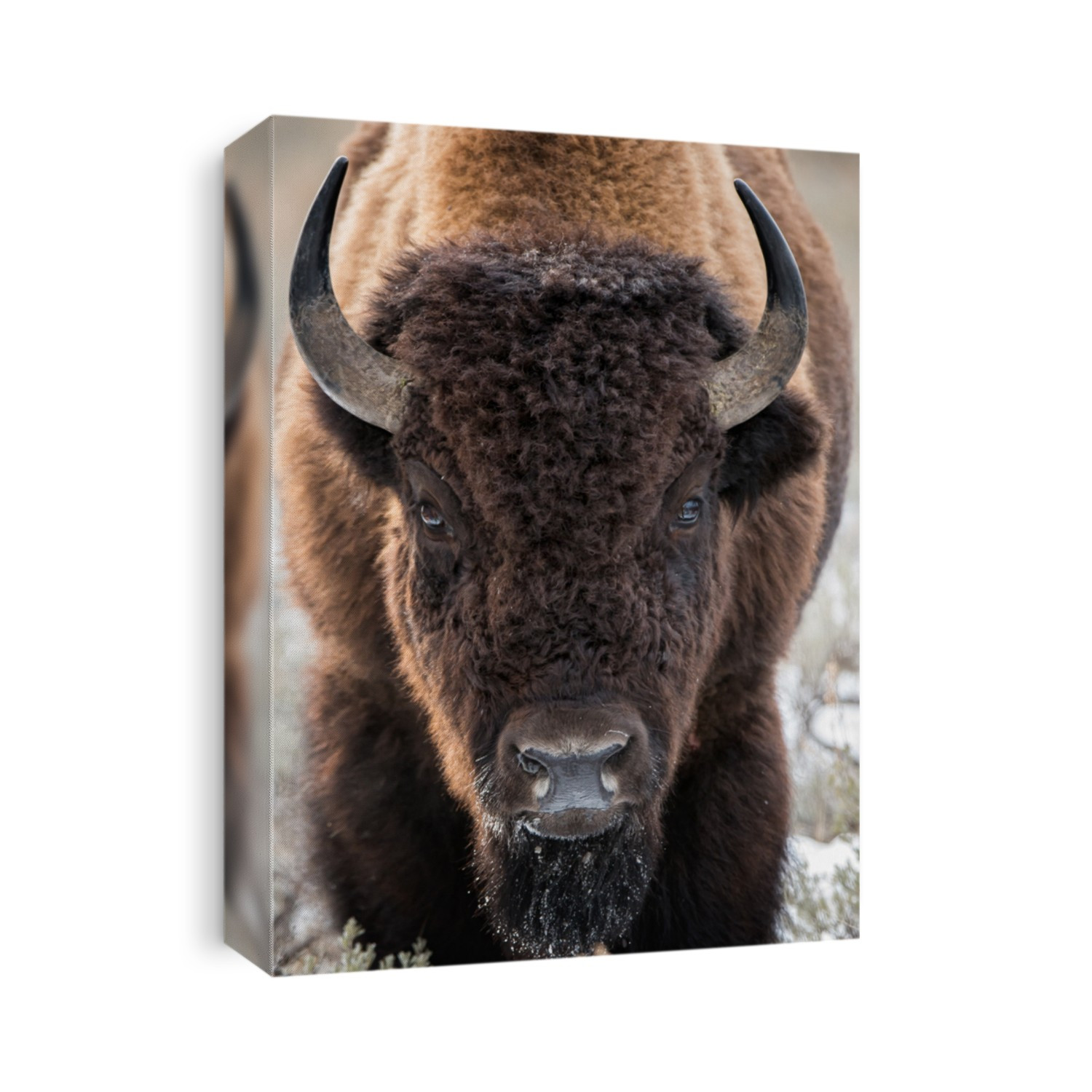 A large bison stares directly at photographer as if to challenge or charge in Yellowstone National Park; full body front shot