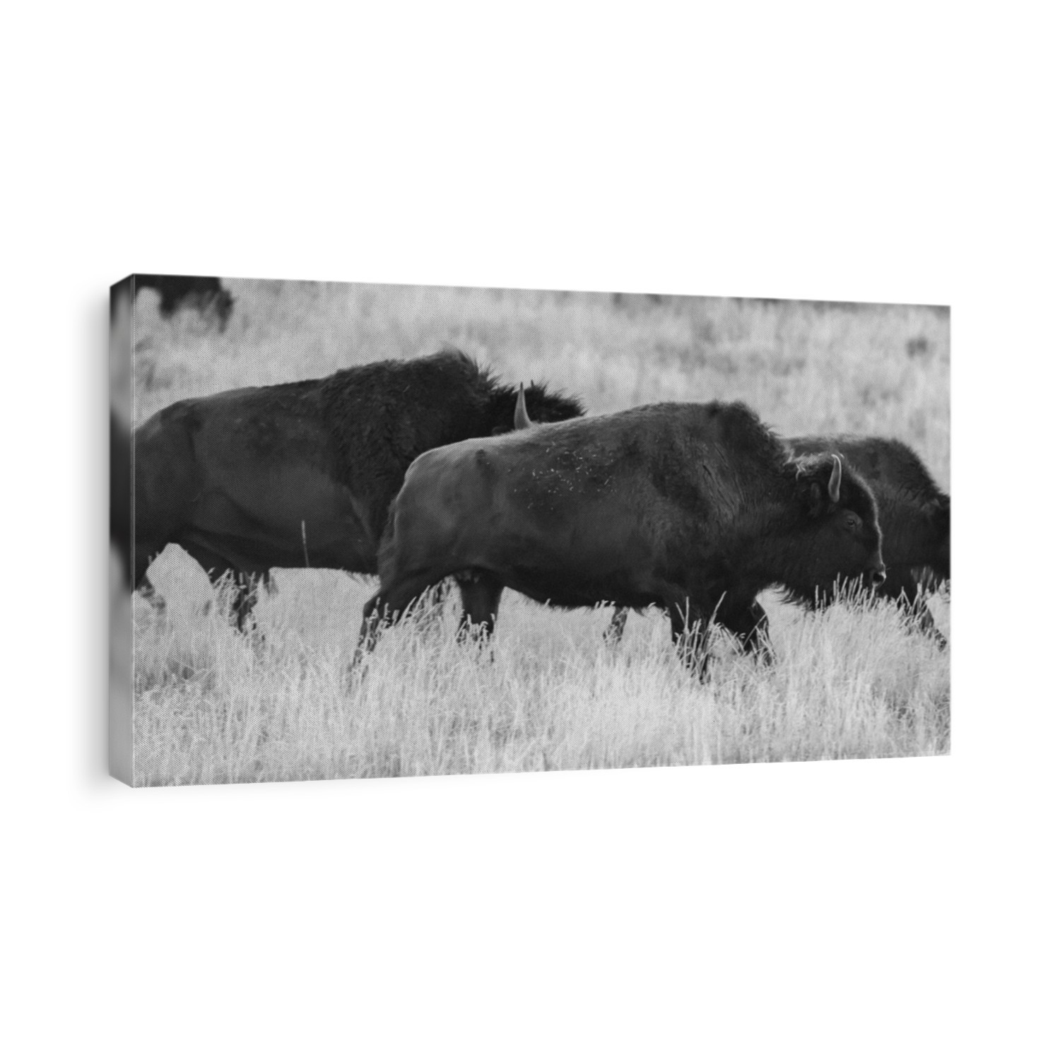 Running Bison in Black and White in summer field