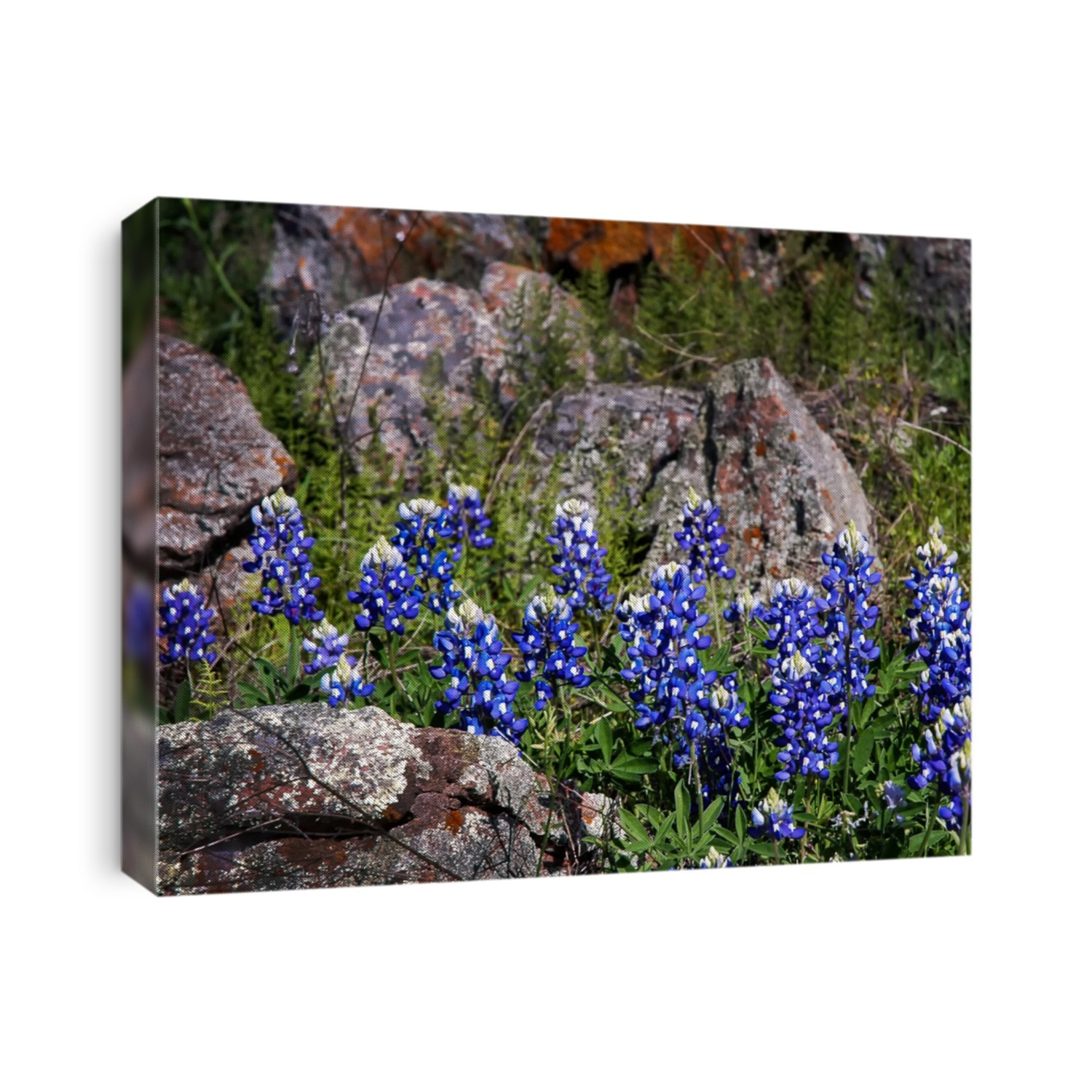 Bluebonnets in the Rocks Texas Hill Country