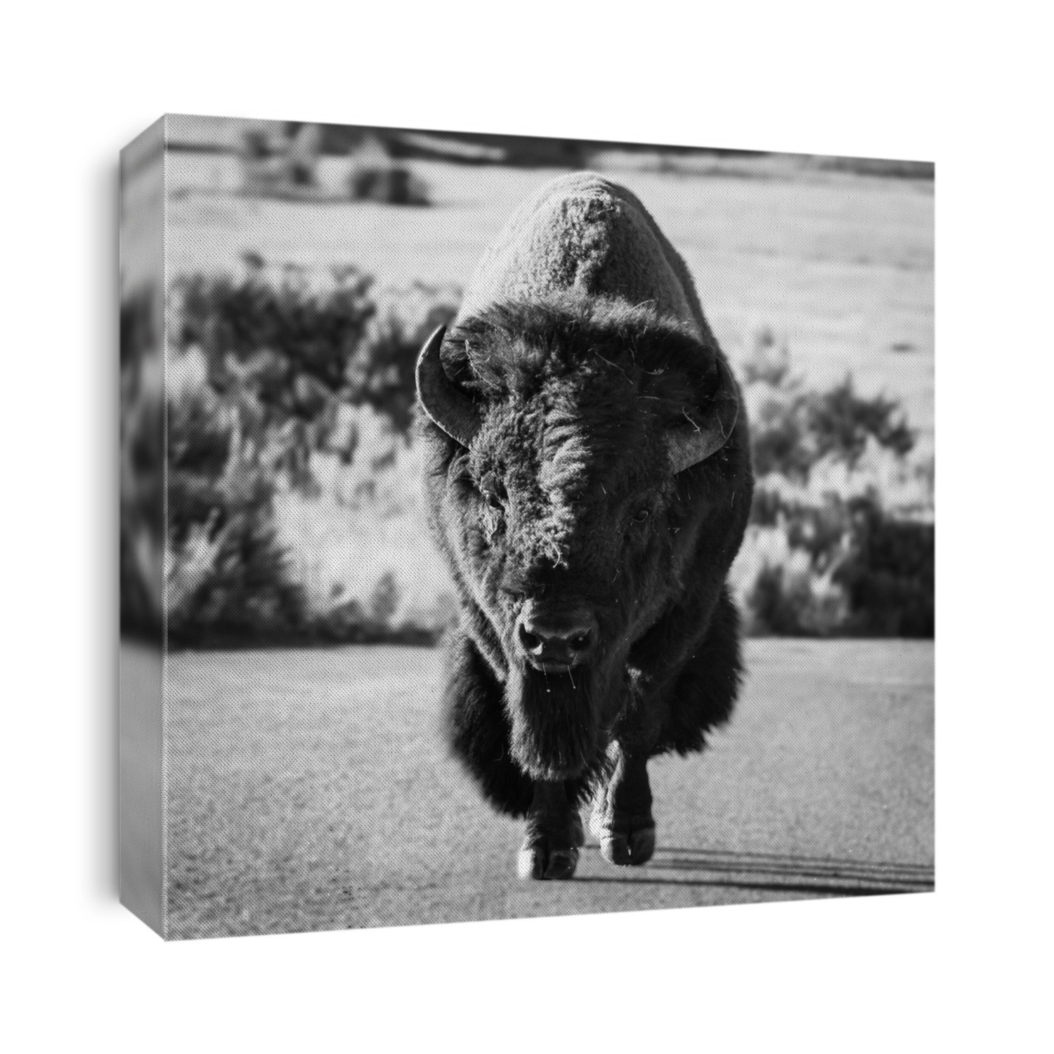 Bison Head On Black And White with high contrast effect
