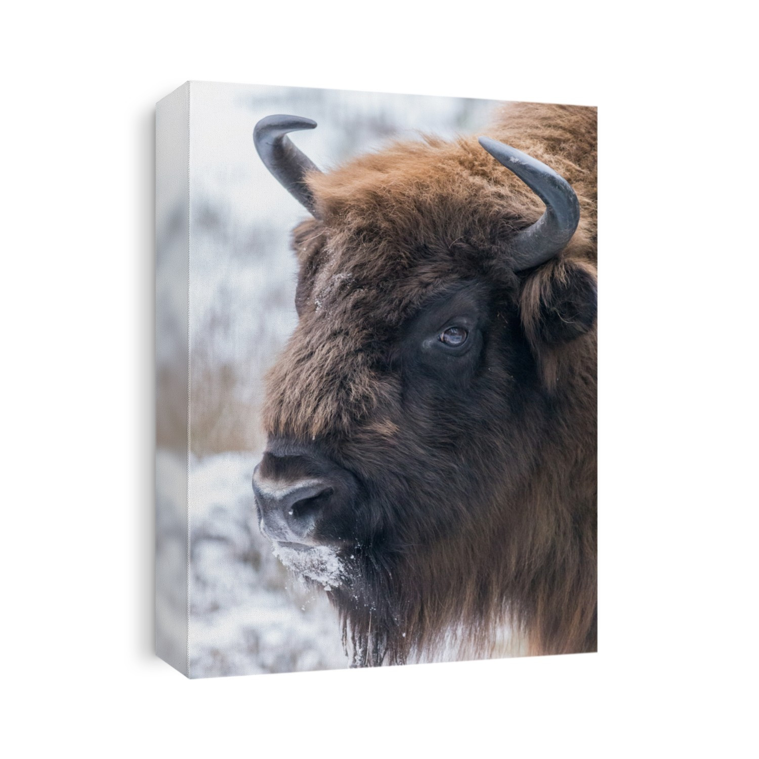 Bison
