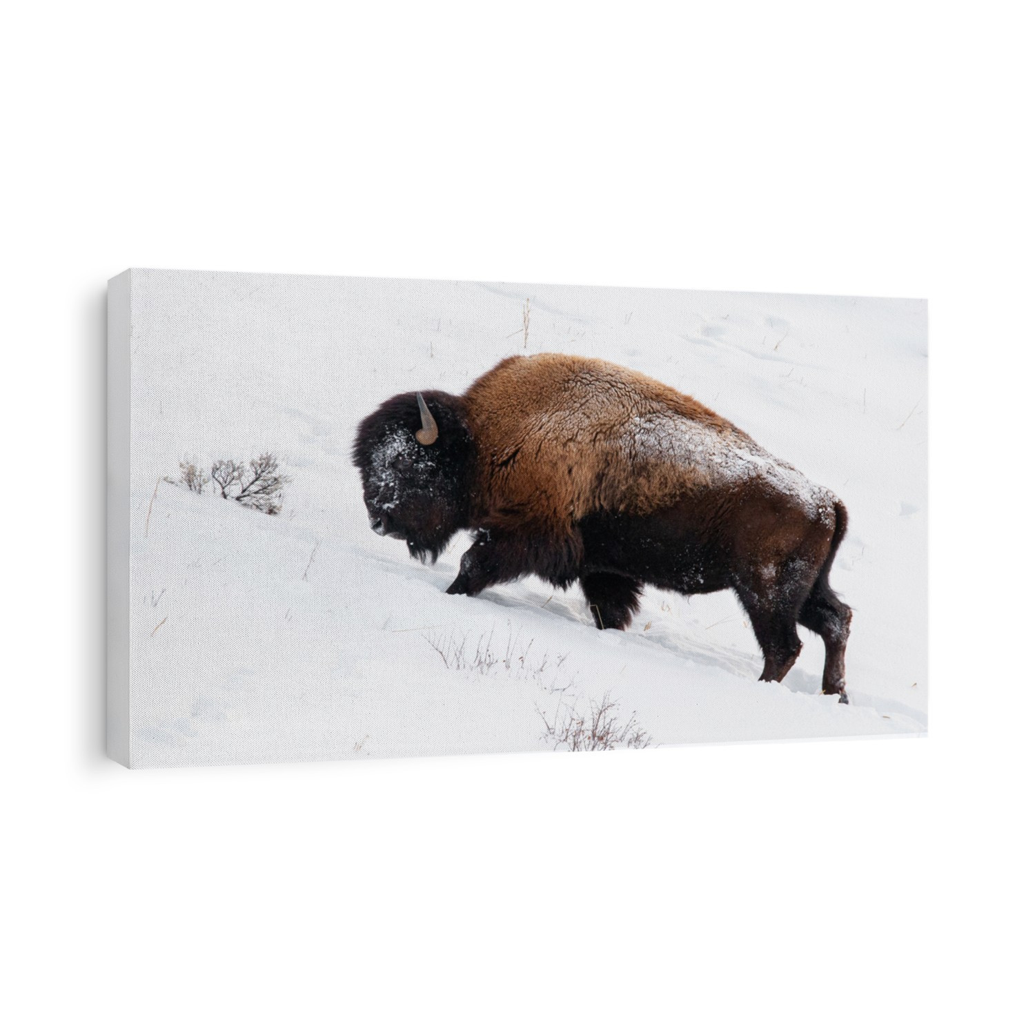 Yellowstone Bison in Winter landscape