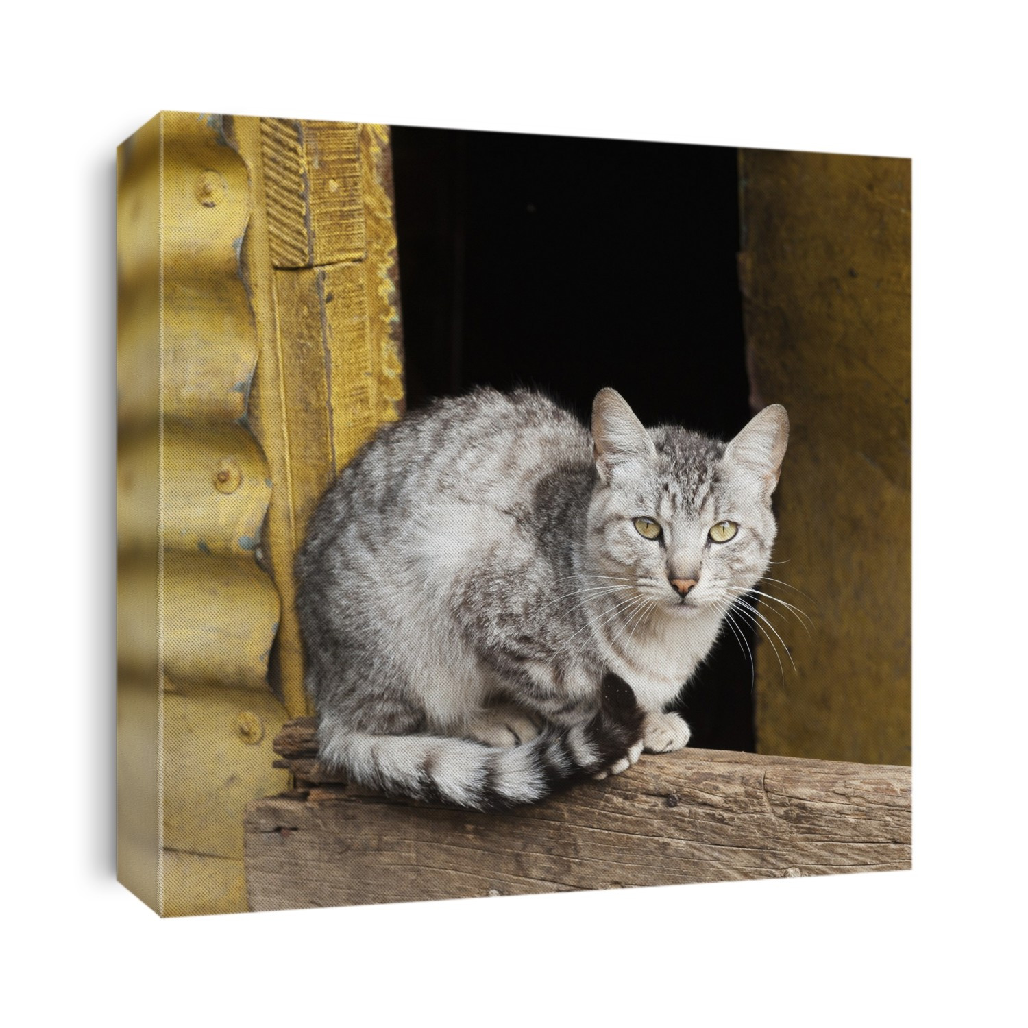 A cat sits on a wooden beam; Guatemala city guatemala