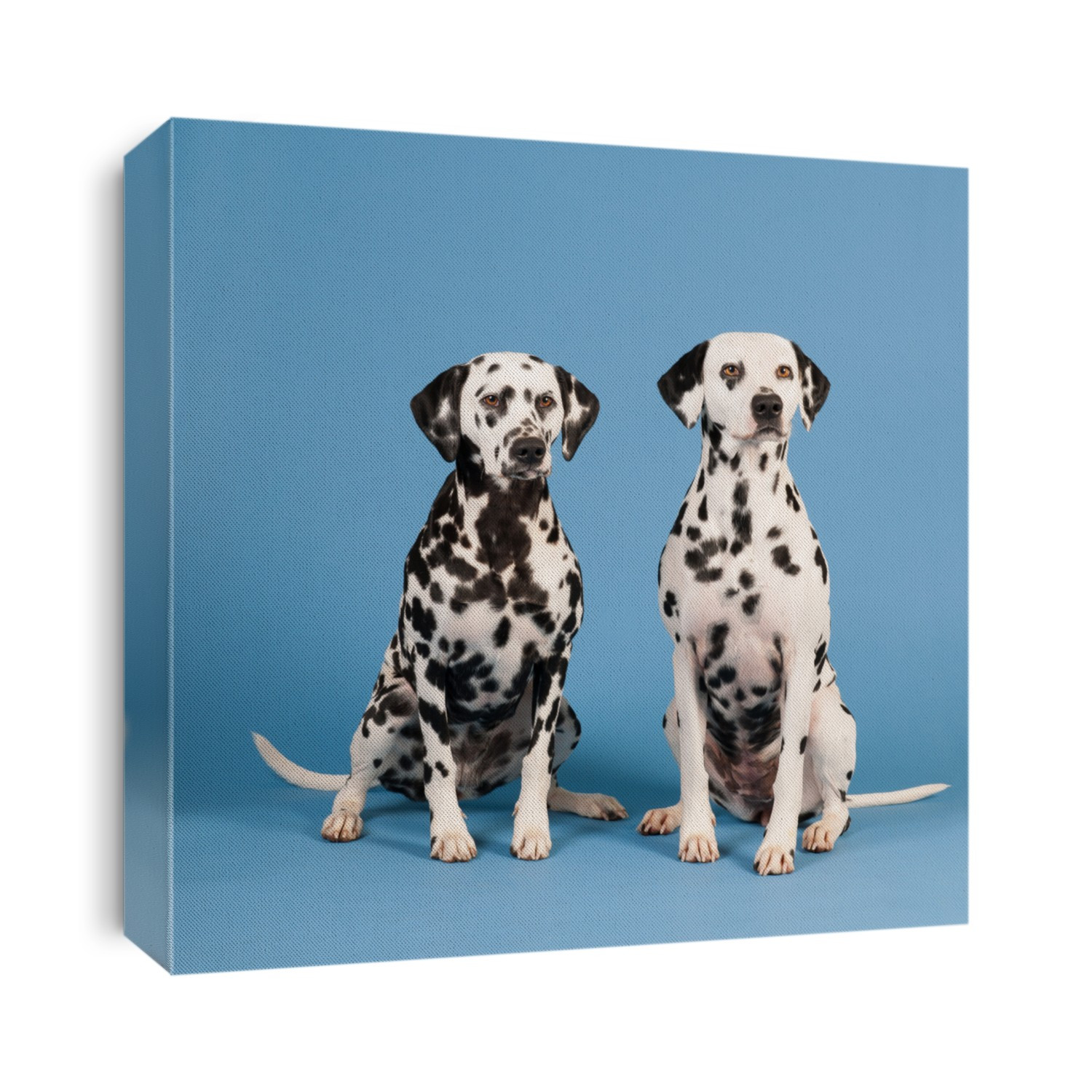 Pure breed Dalmatian dogs sitting in studio on blue background