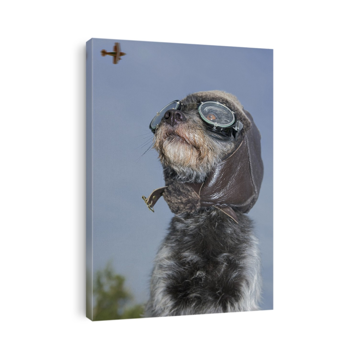 Mixed Breed Dog Dressed In Leather Cap And Aviator Glasses Looking Skyward, Canada, Alberta