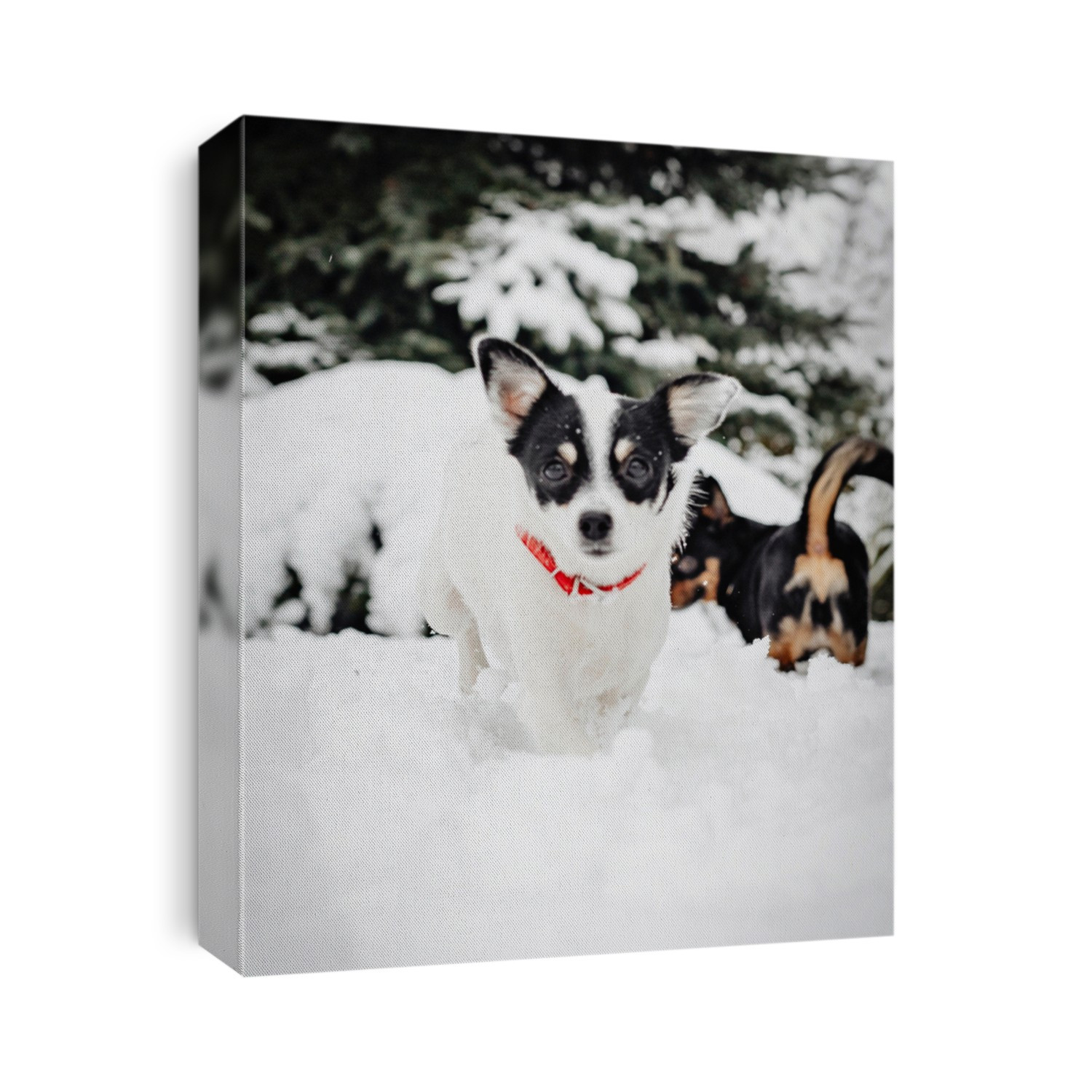 Dogs playing in a snowy park