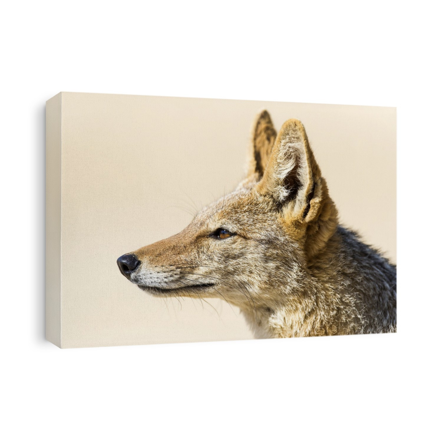 Black-backed jackal (Canis mesomelas). This scavenger feeds on the carrion left after a larger predator has made a kill. It inhabits the grasslands, plains and south-western deserts of Africa. Its diverse diet includes small mammals, eggs, birds, insects, reptiles and some fruits. The black-backed jackal is a social animal and possesses superb vision. African tales ascribe fox-like cunning to this animal. Photographed in the Northern Cape, South Africa, in the Kgalagadi Transfrontier Park.