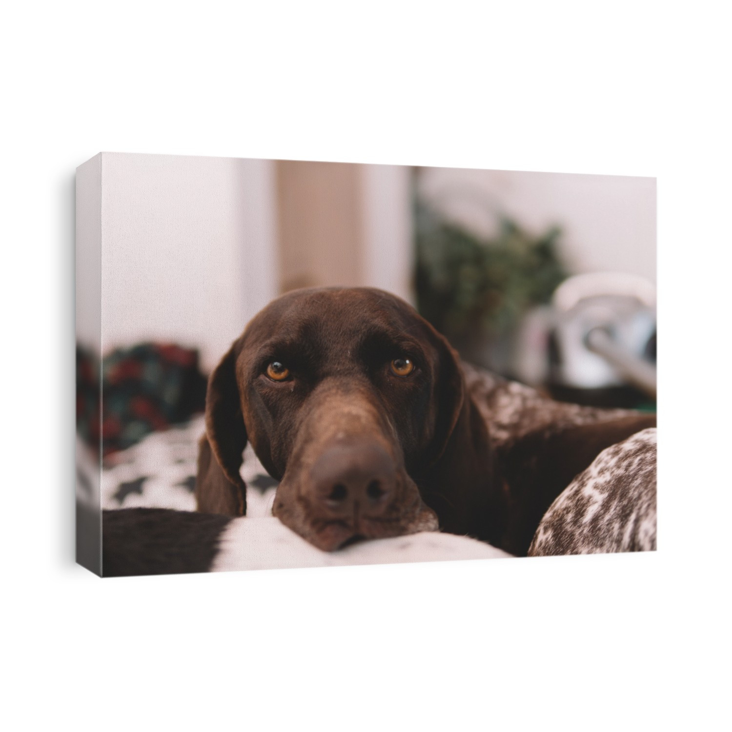 portrait of a dog laying at home