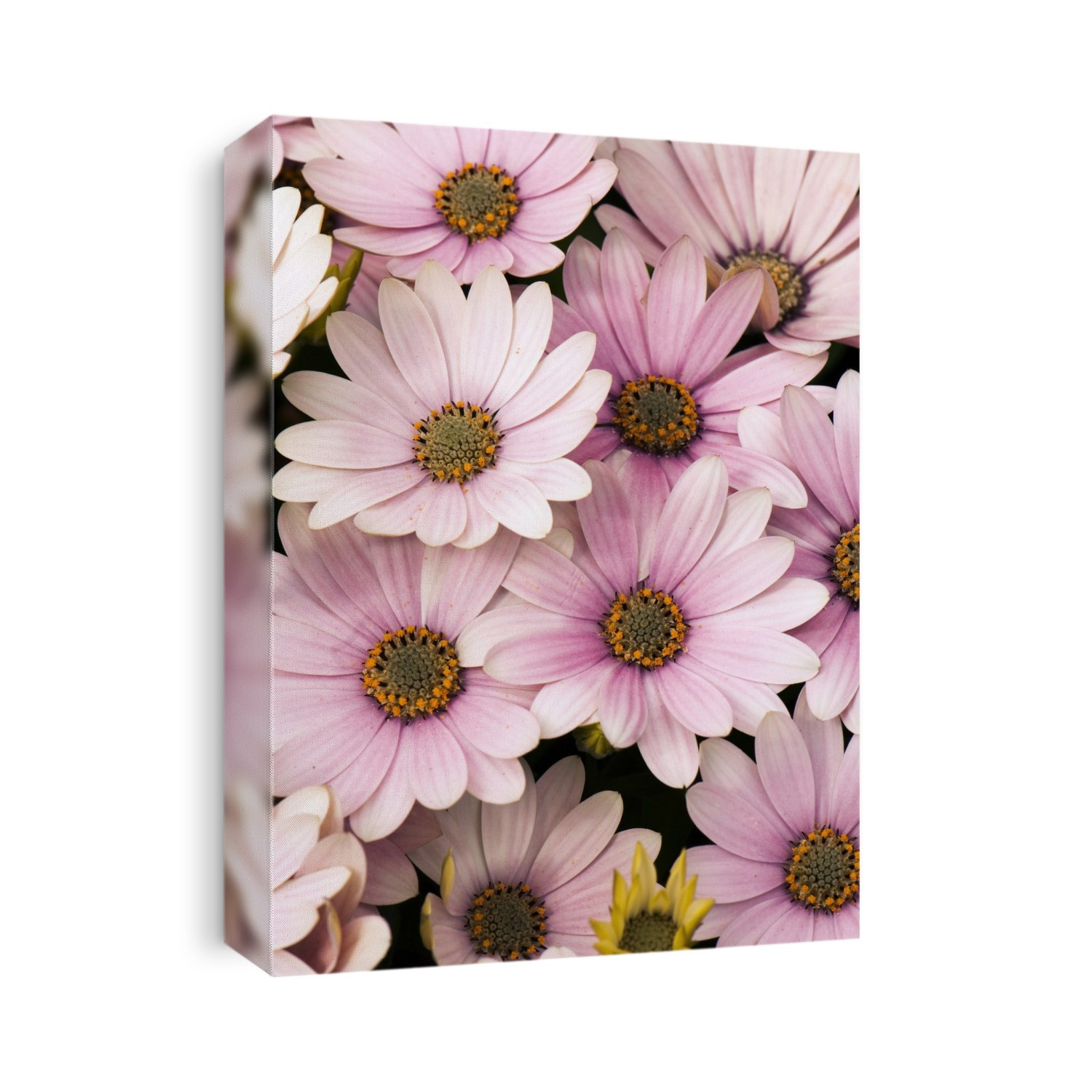 Osteospermum 'Serenity Pink' flowers.