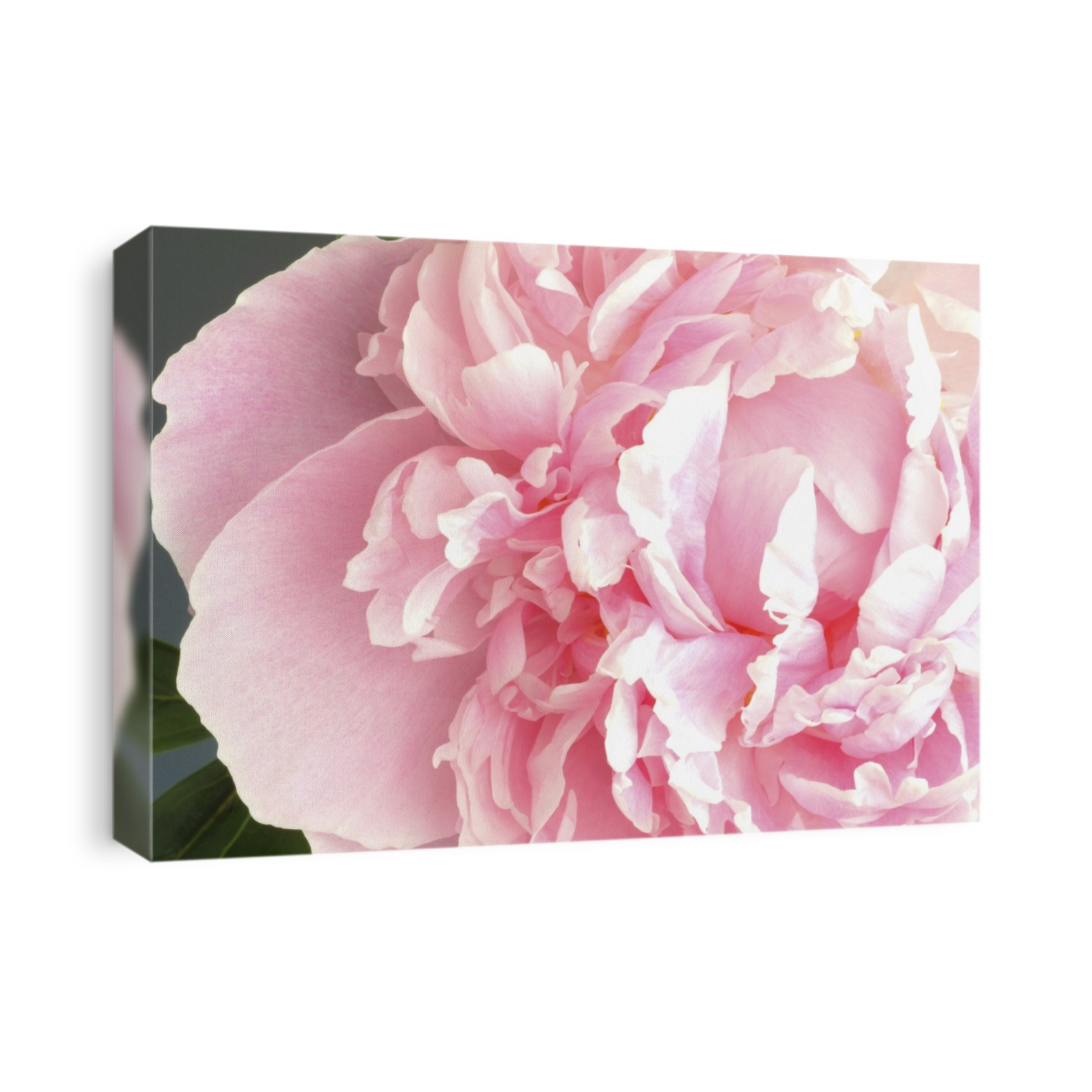 Peony flower (Paeonia officinalis).