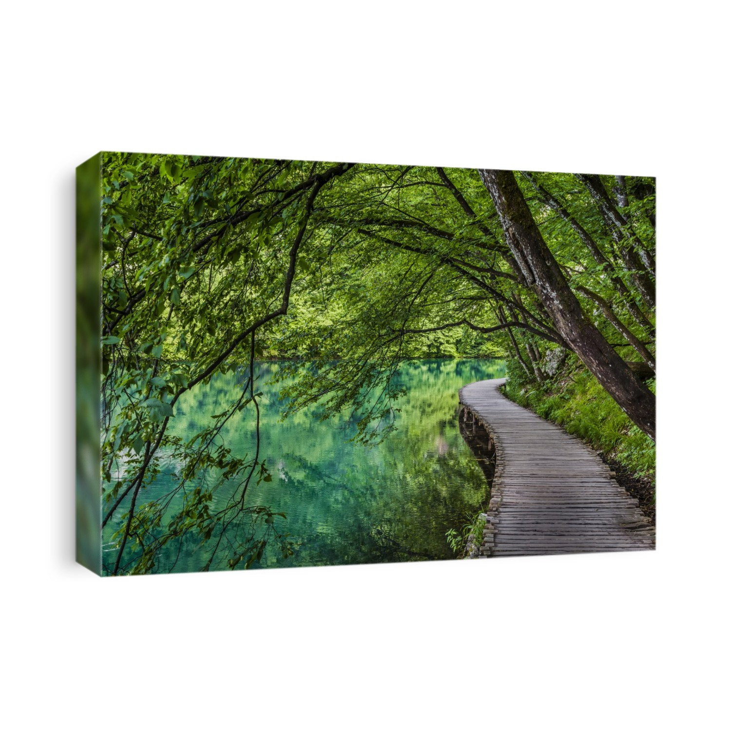 Trees hanging over a footbridge at Plitvice Lakes National Park in Lika-Senj county in Croatia