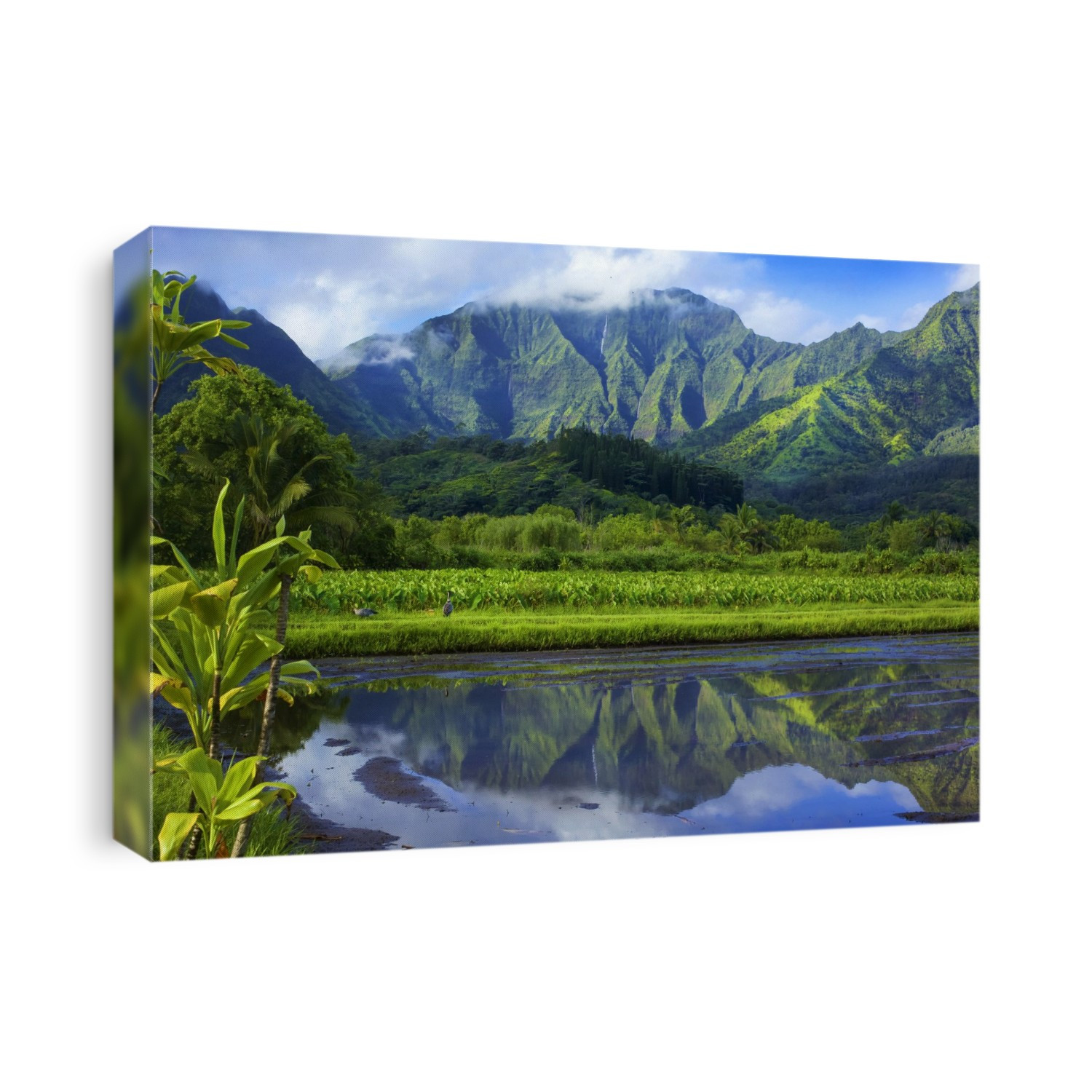 Mirror image of green, foliage covered mountains and fields of taro crops; Hanalei, Kauai, Hawaii, United States of America
