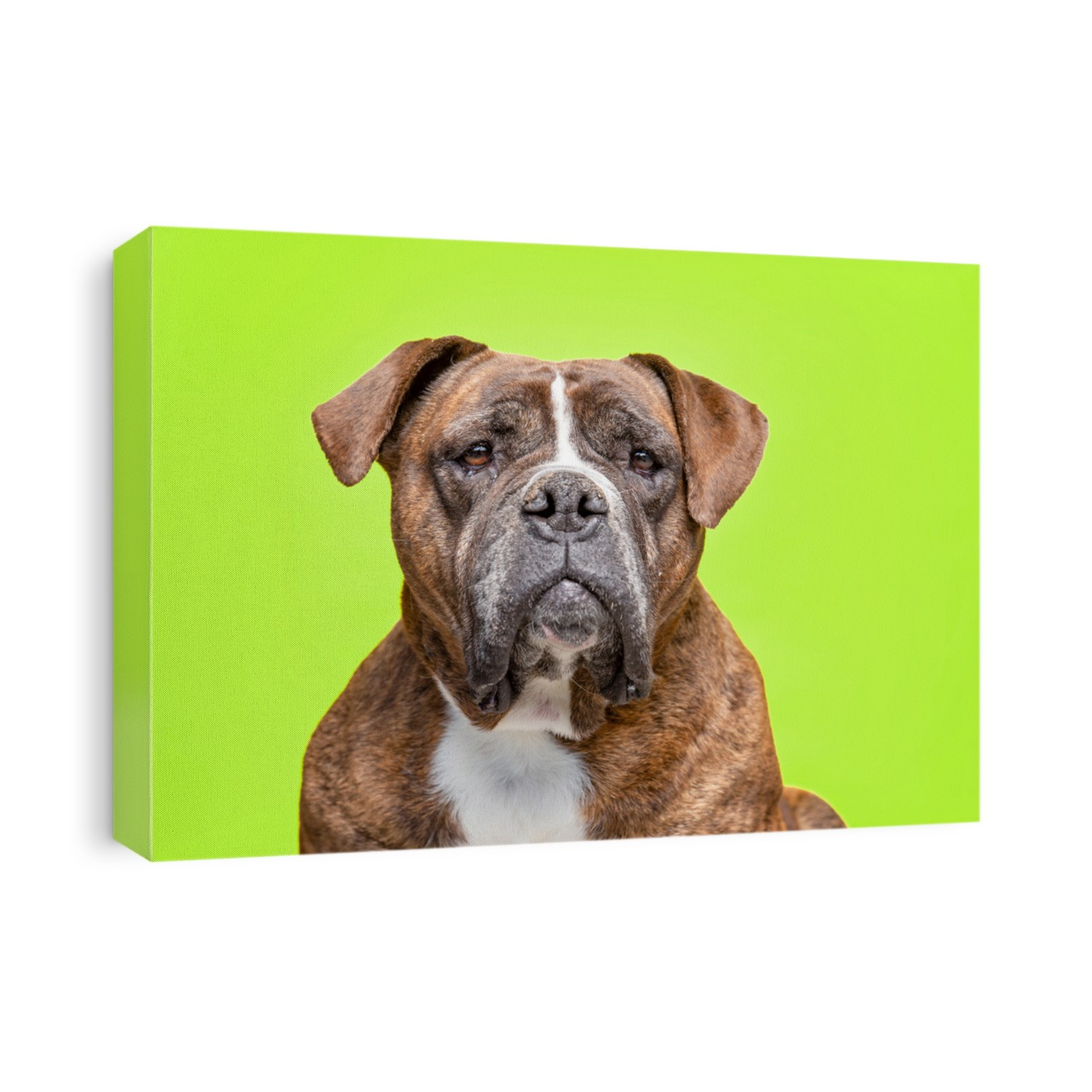 studio shot of a cute dog on an isolated background 