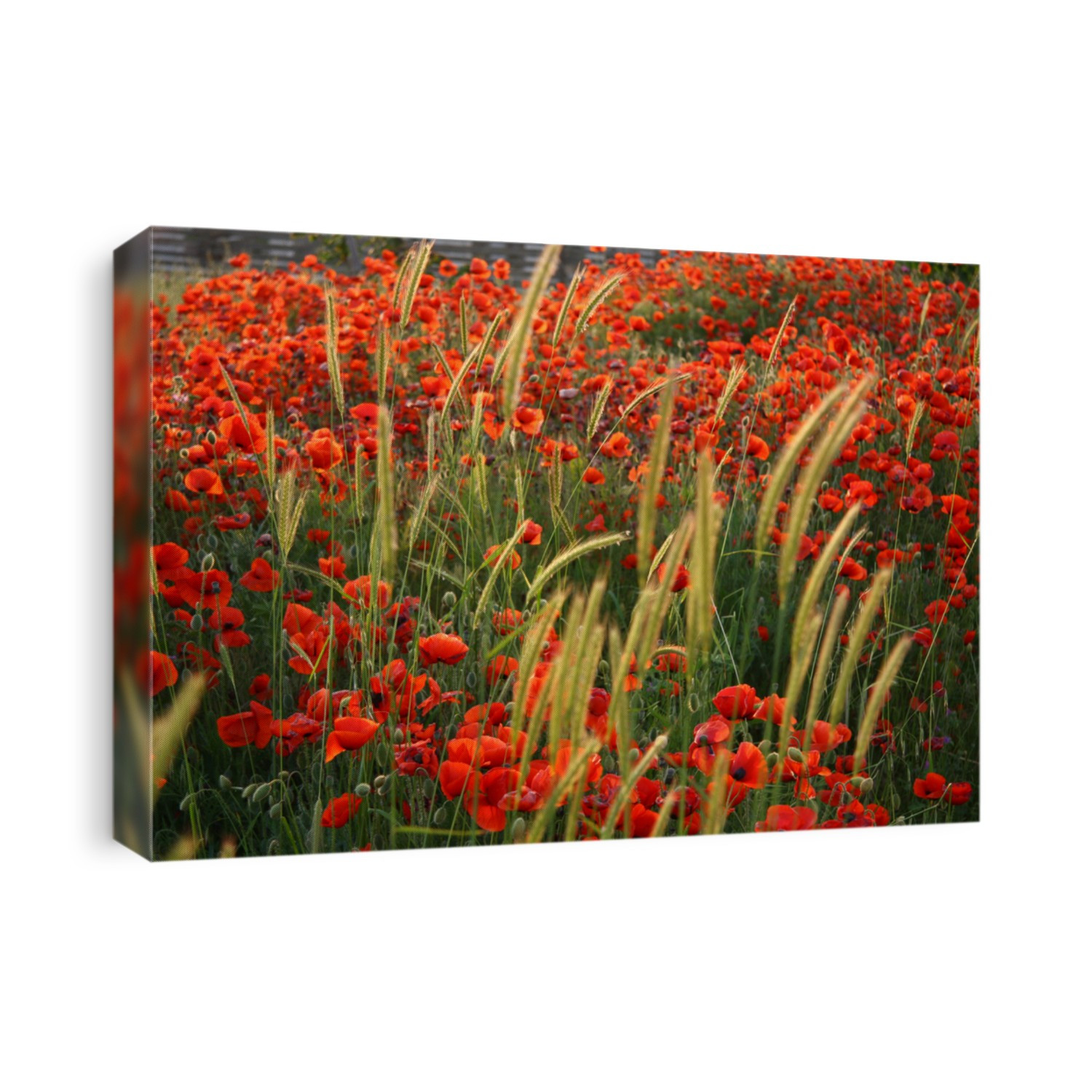 blooming red poppies