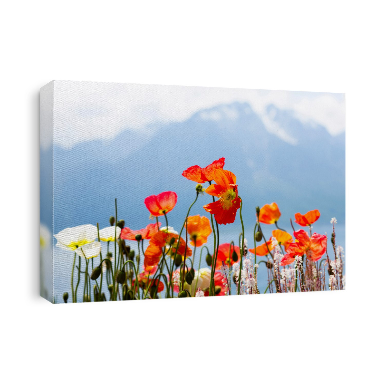 Poppies growing in Alps, Montreux, Vaud Canton, Switzerland