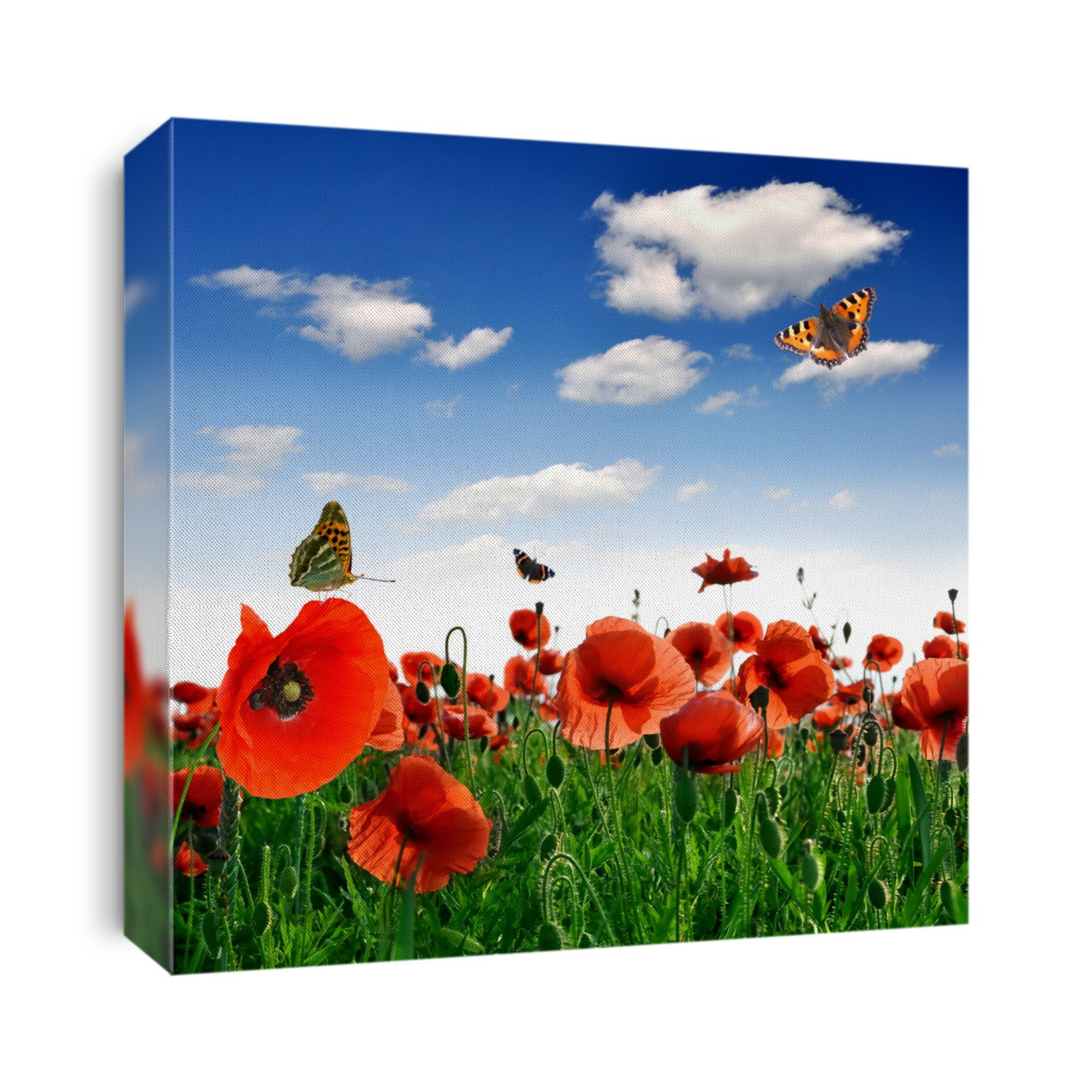 red poppy with butterfly