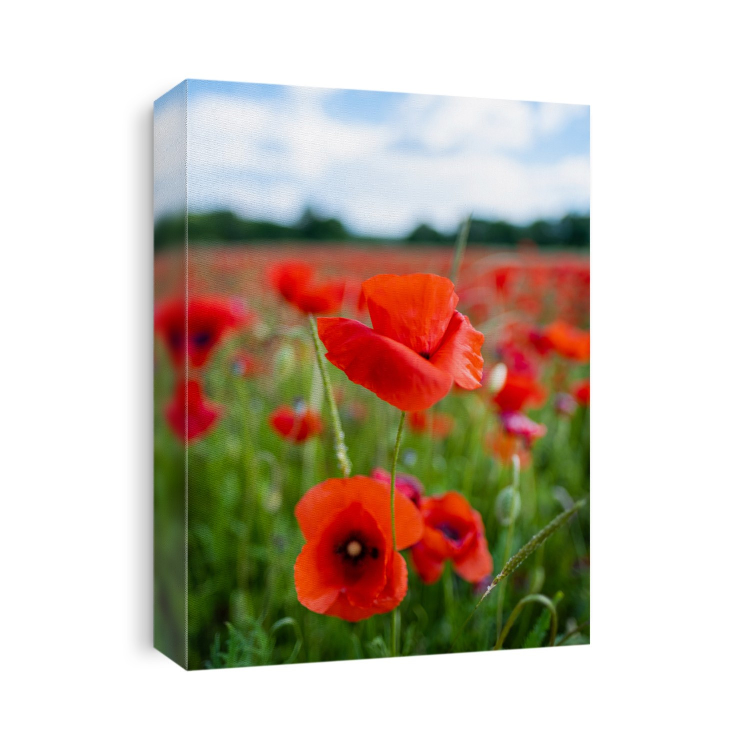 ectacular vivid bloom close up of Poppies in Poppy field. Flower poppy flowering on background poppies flowers. 