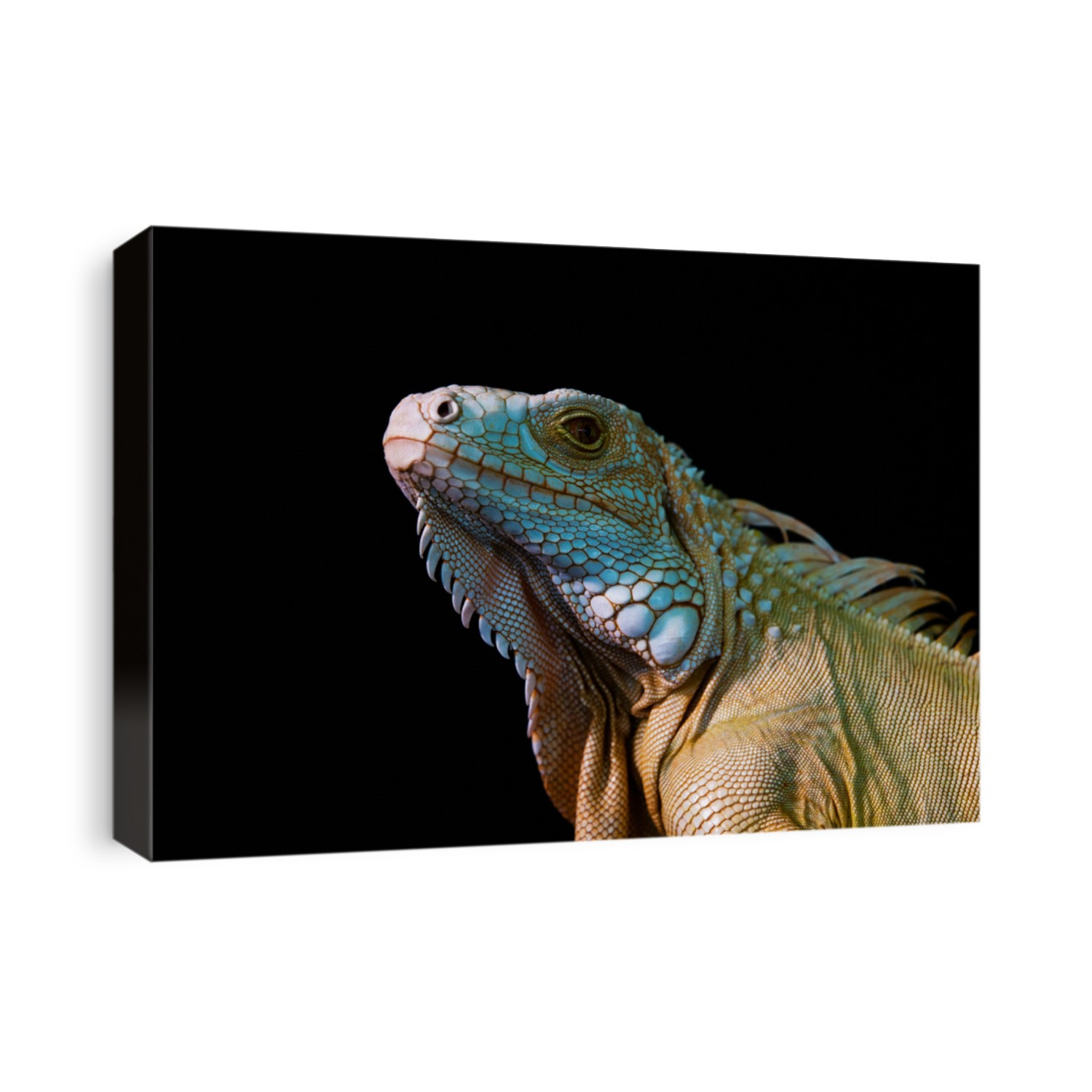 iguana reptile isolated on black background 