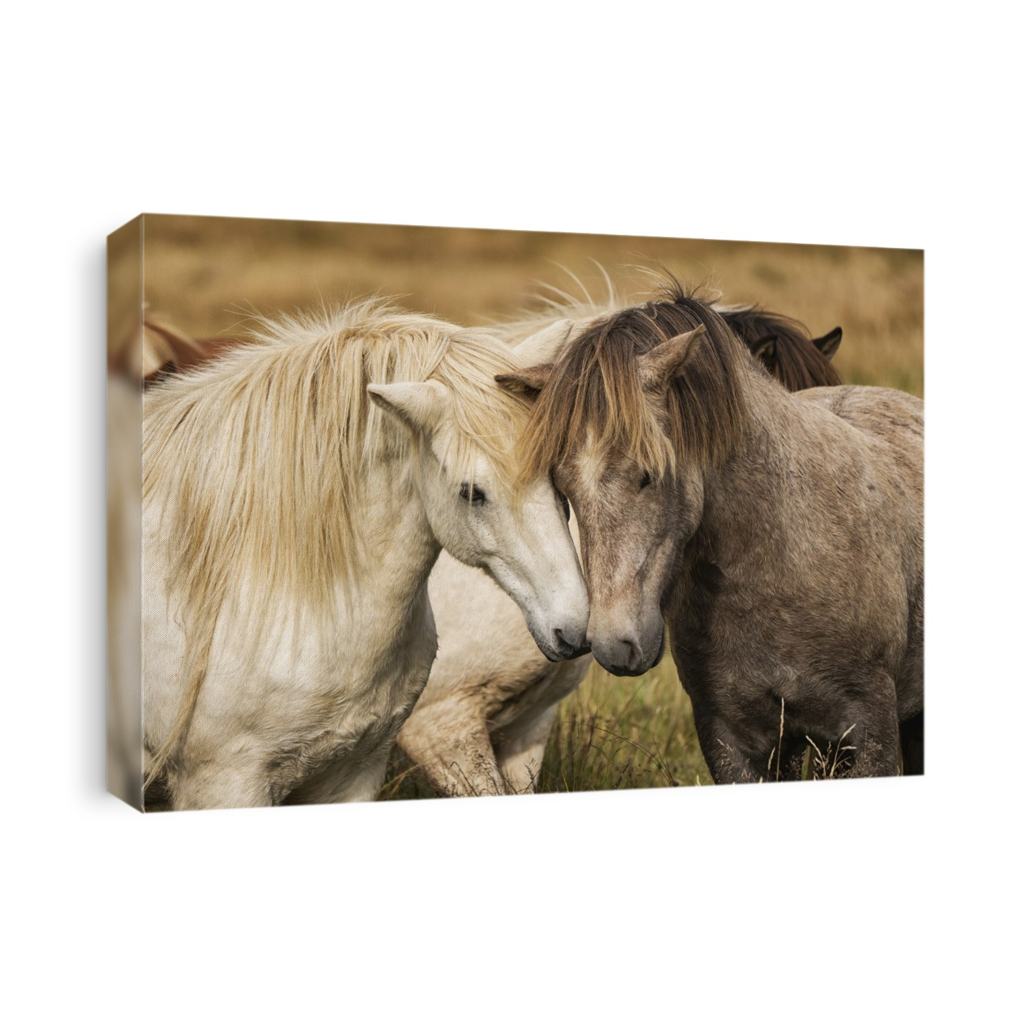 Icelandic horses in their natural setting; Iceland