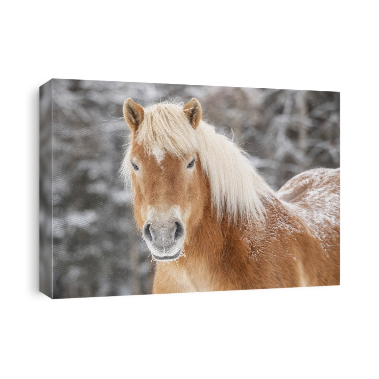 Portrait of a horse with snow on it's back; Whitehorse, Yukon, Canada