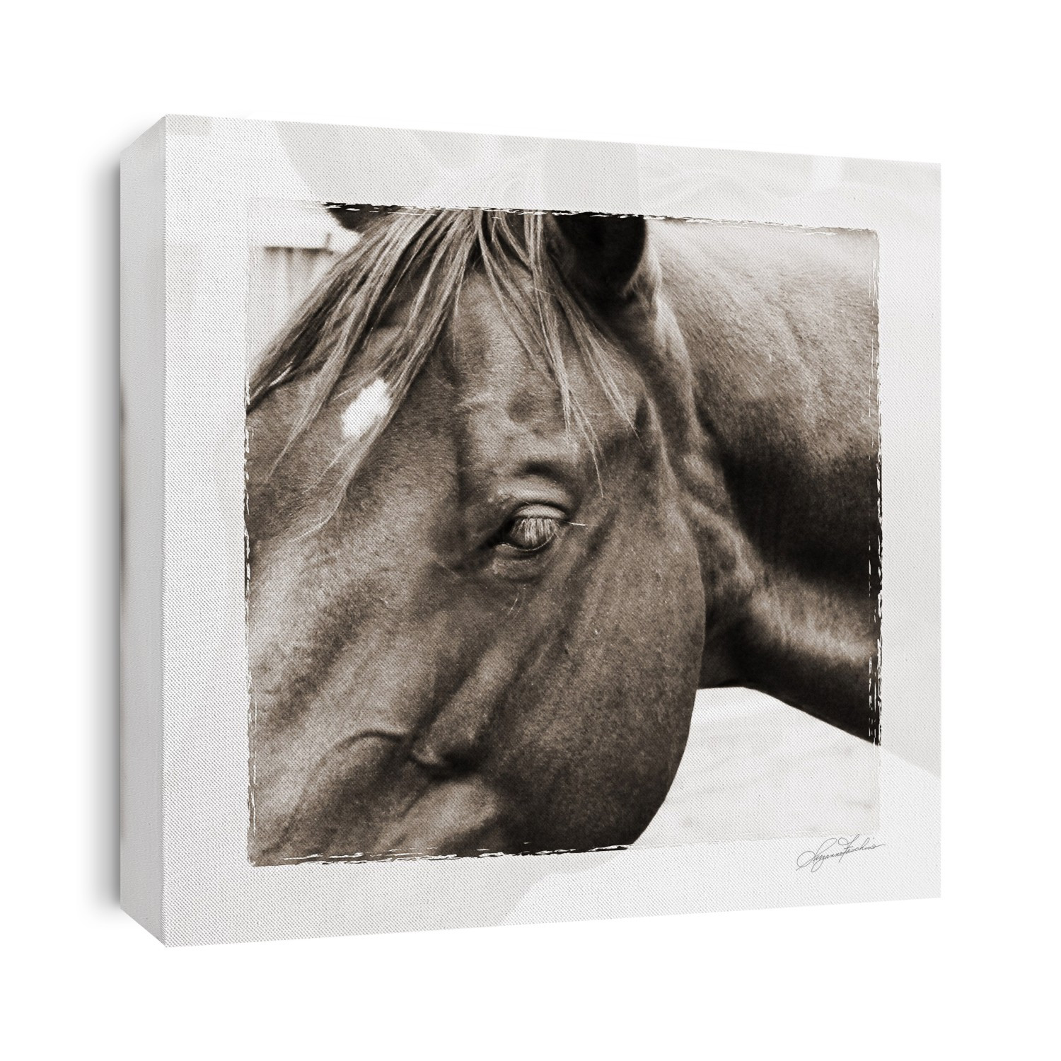 Horse side profile