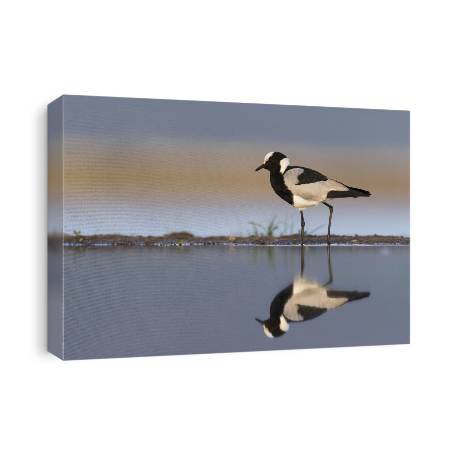Blacksmith lapwing (Vanellus armatus) by reflected in water. This long-legged shorebird is found in open grassy and bushy areas, close to water, in southern Africa. It feeds on insects, worms and molluscs. The blacksmith plover is named after its loud clinking alarm call. Photographed in Zimanga Reserve, KwaZulu-Natal, South Africa.
