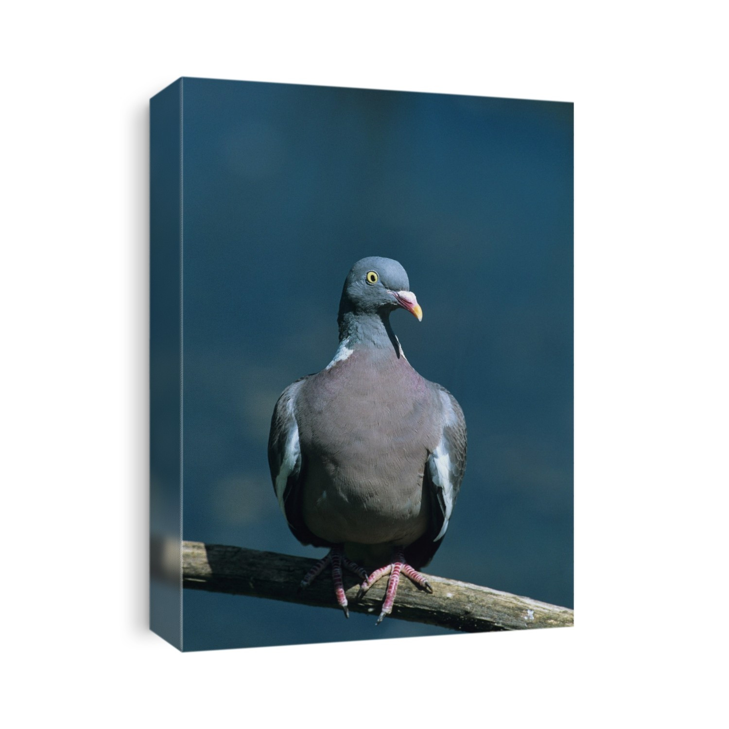 Wood pigeon (Columba palumbus) on a perch. The wood pigeon is a partial migrant - present all year round in the Middle East and western and southern Europe, but with some birds migrating to the rest of Europe during the summer. Its original habitat of woodlands and scrub is increasingly being augmented by towns and cities, where it is often seen as a pest. It grows to about 42 centimetres in length.
