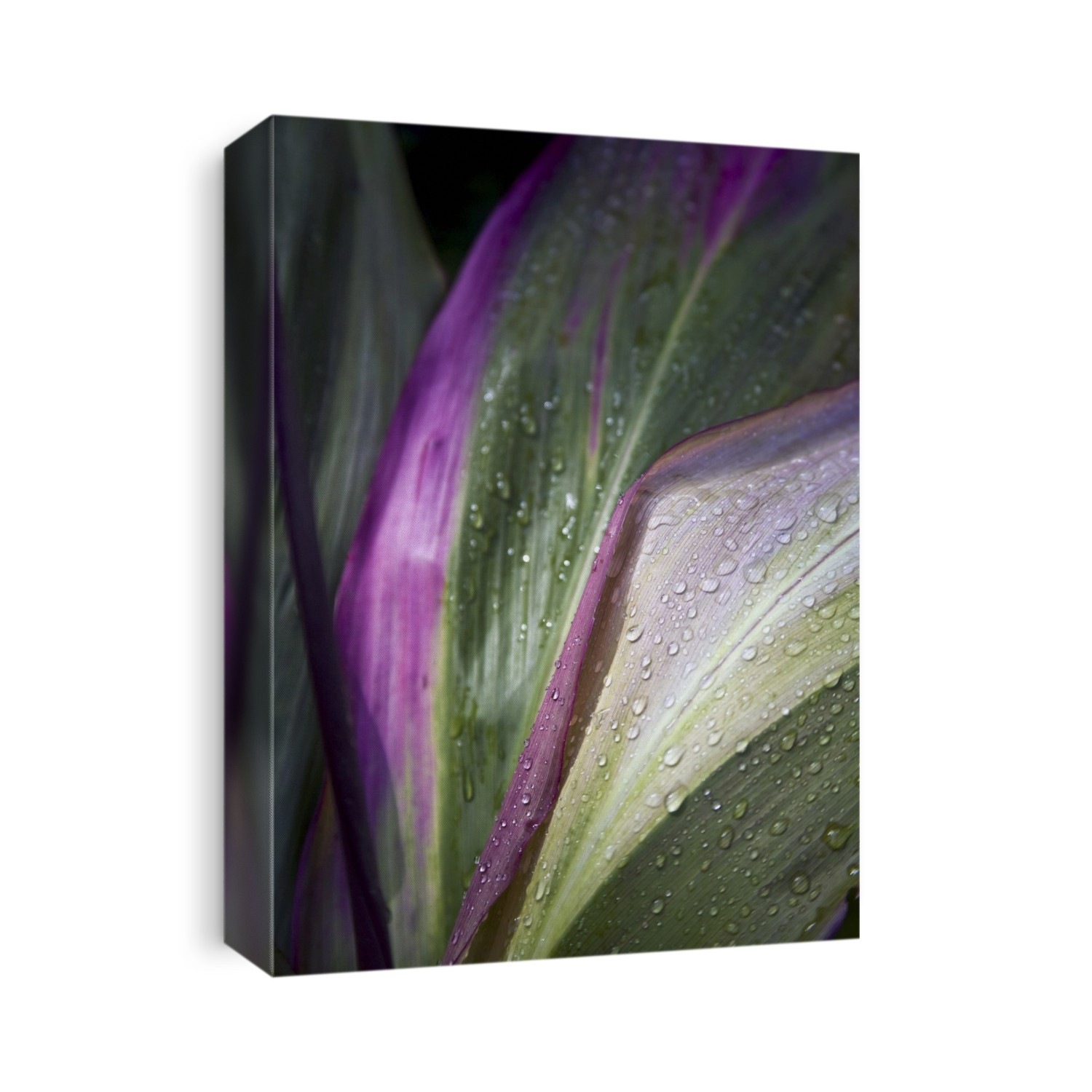 Close Up Of The Purple And Green Leaves Of A Tropical Plant Covered In Water Droplets; Hawaii, United States Of America