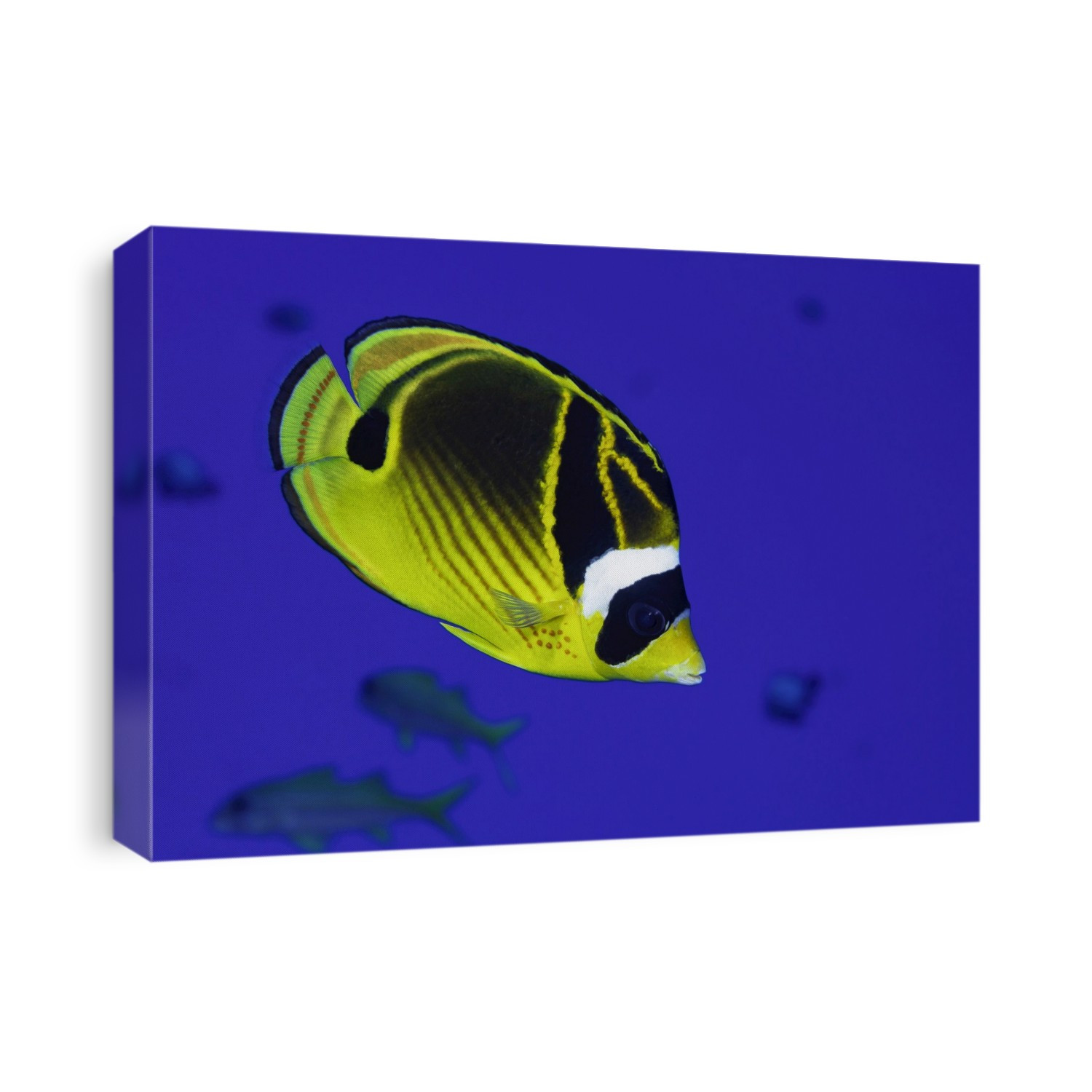 Raccoon butterflyfish (Chaetodon lunula) are often found in large schools; Hawaii, United States of America