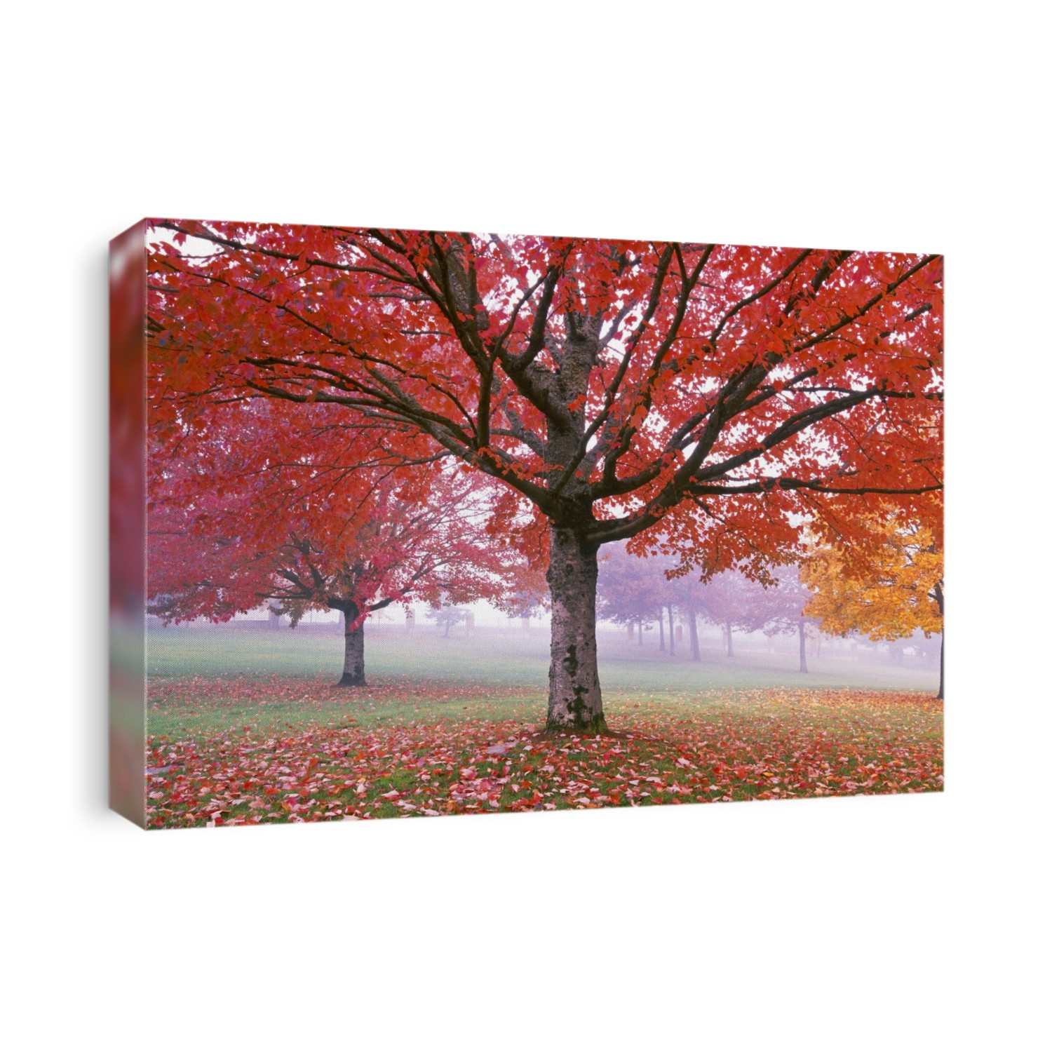 Vibrant red foliage on a tree in autumn; Oregon, United States of America