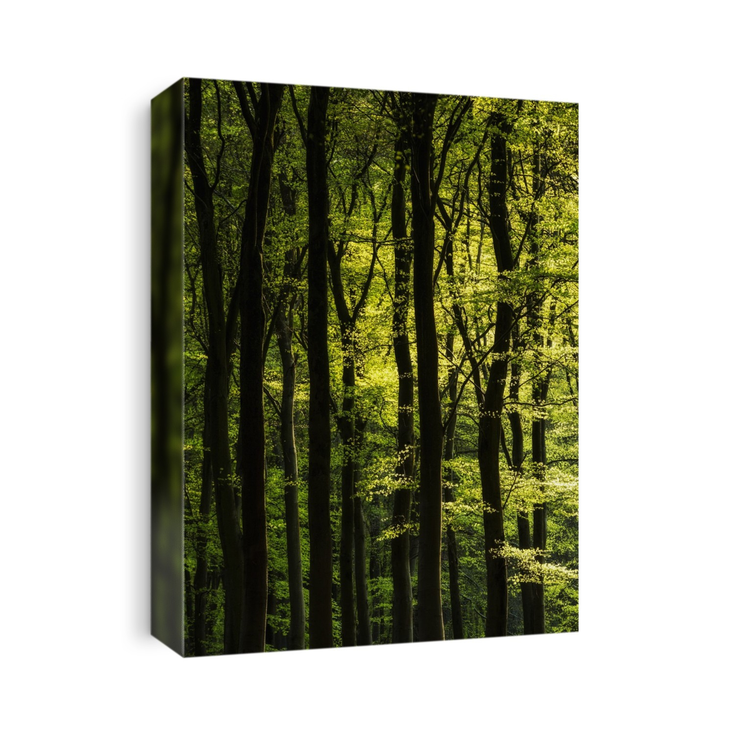 Woodland trees. Photographed in May, in the UK.