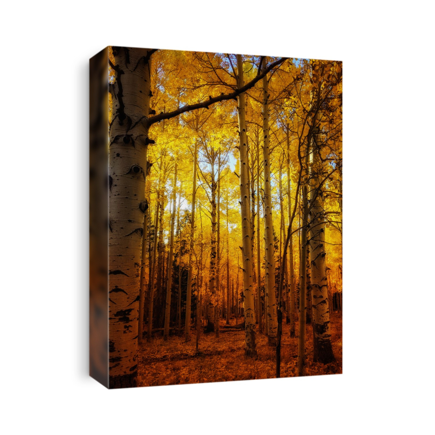 Aspen trees in Flagstaff, Arizona.