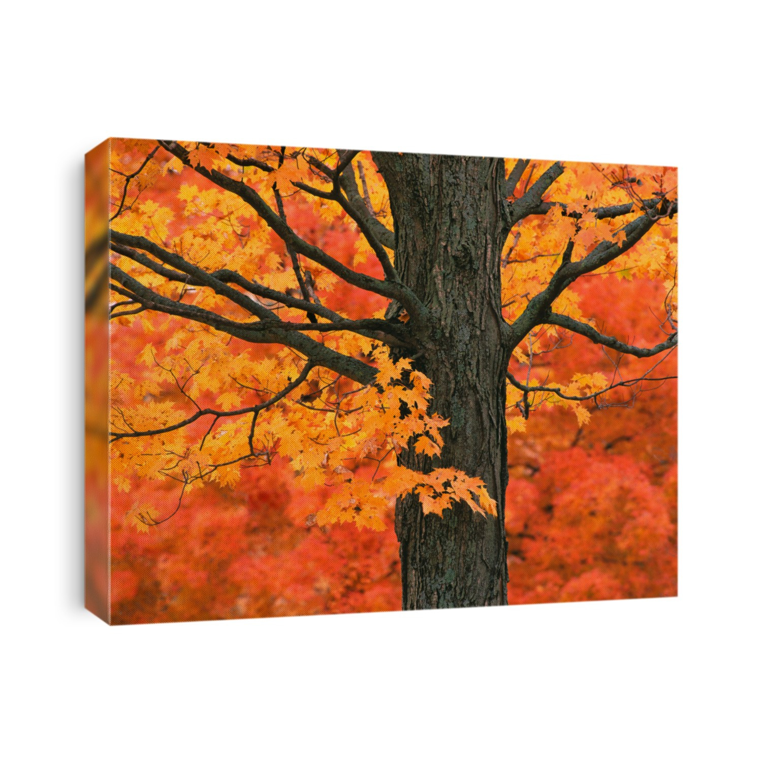 New England Autumn Trees