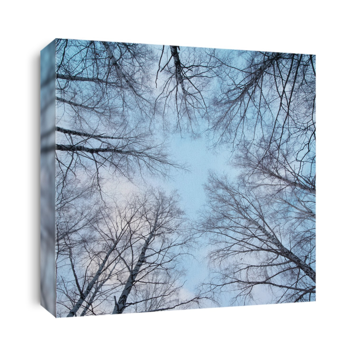 Winter bare trees in a forest