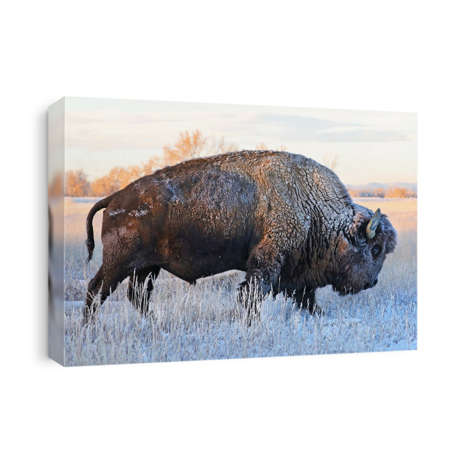 Bison (Bison bison) standing in a frozen field in autumn with frost on it's hair, Grand Teton National Park; Wyoming, United States of America