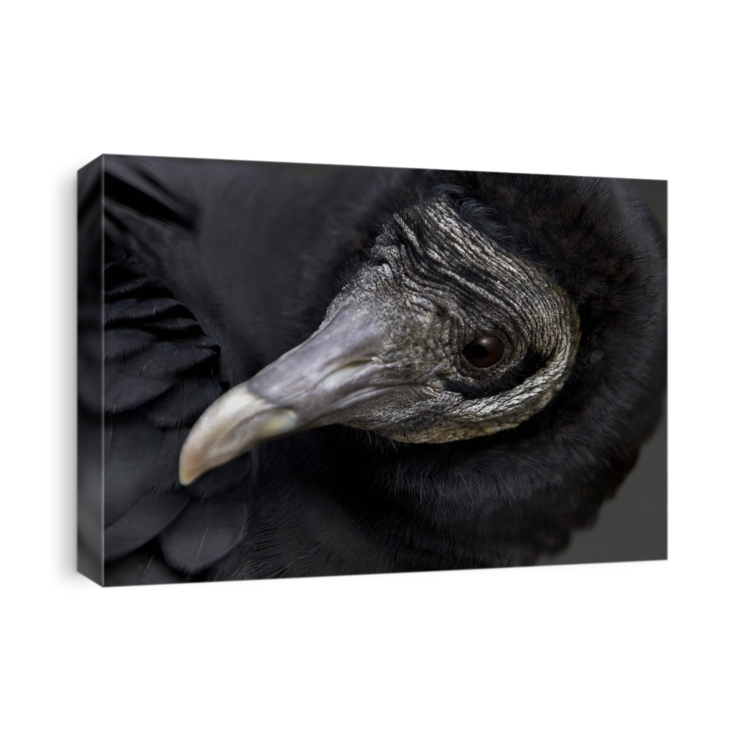 American black vulture (Coryagyps atratus). This bird is a New World vulture. It is found across the southern USA, Mexico, Central and South America.