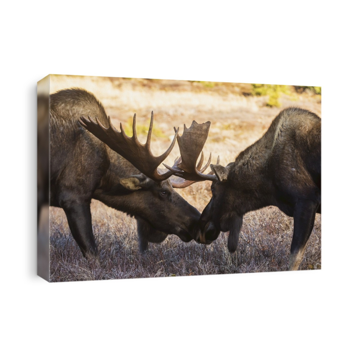 Bull Moose In The Powerline Pass Area Of Anchorage, Having Recently Shed Velvet From Their Antlers In Rutting Season; Anchorage, Alaska, United States Of America