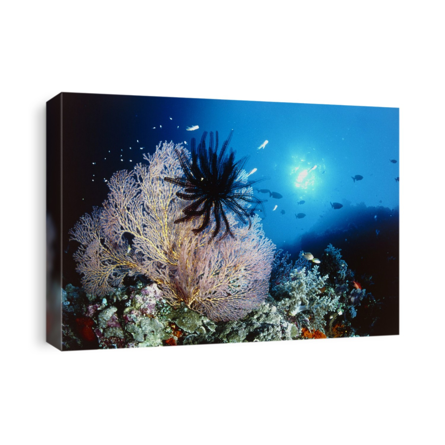 Sea lily (order Crinoidea) on a sea fan coral. The sea lily, or crinoid, (black) has feathery arms which trap food particles from the water. The particles are then passed to the mouth along the arms. The sea lily is sessile, remaining in one place for its entire adult life, bonded to its substrate by a stalk. Photographed in Layang Layang, Malaysia.