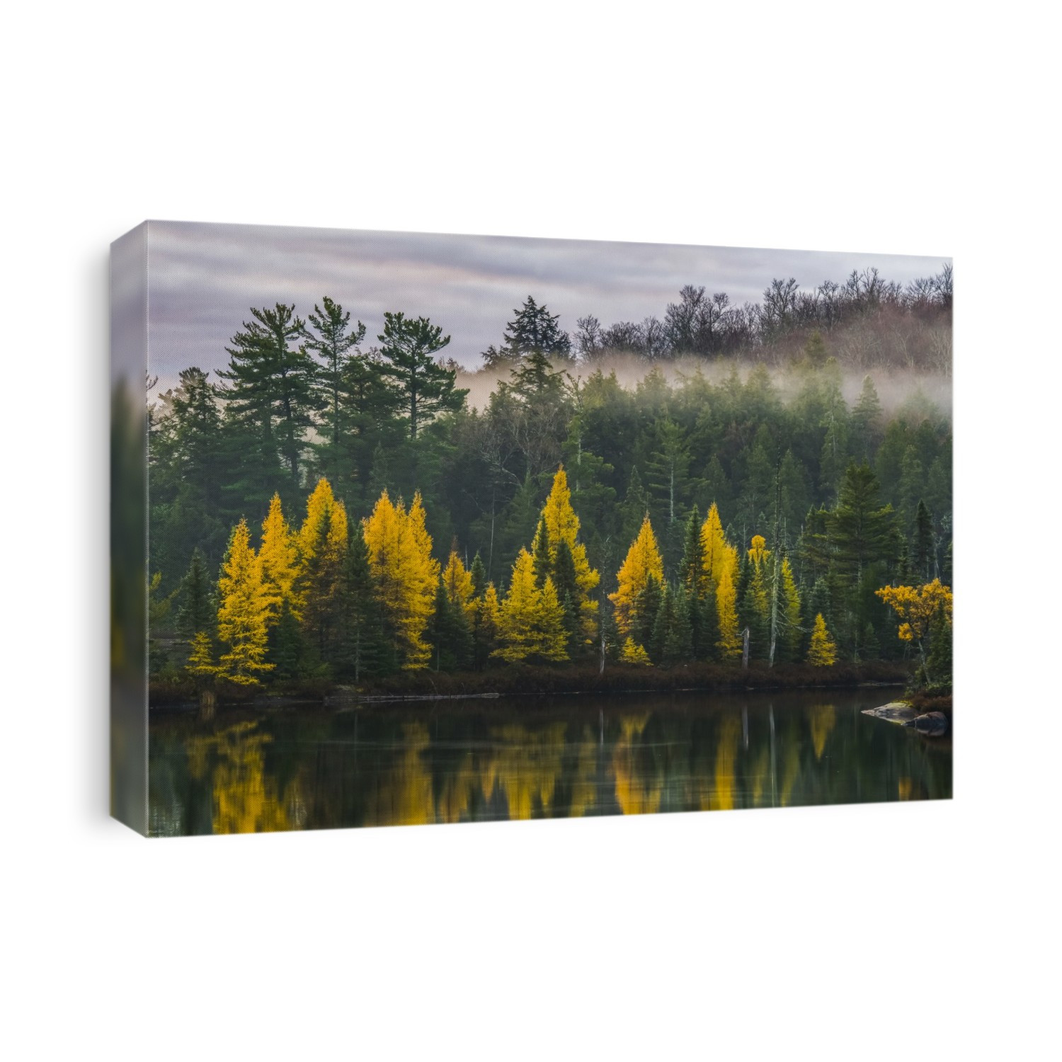 Golden Tamaracks along the shoreline of a lake with fog over the forest in autumn; Ontario, Canada